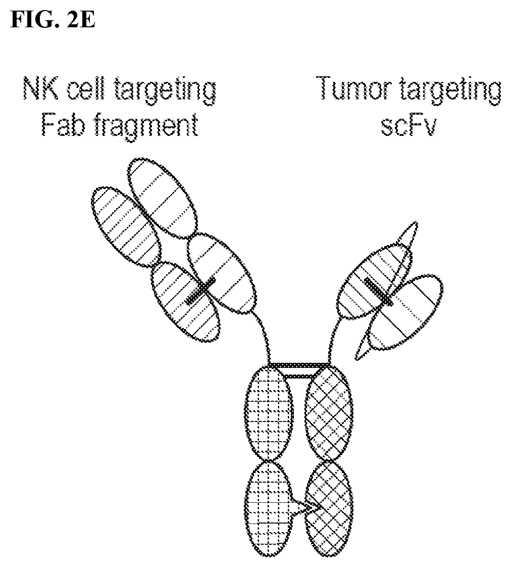 Patent US12378318 Figure 3 – Proteins binding NKG2D, CD16 and a tumor-associated antigen