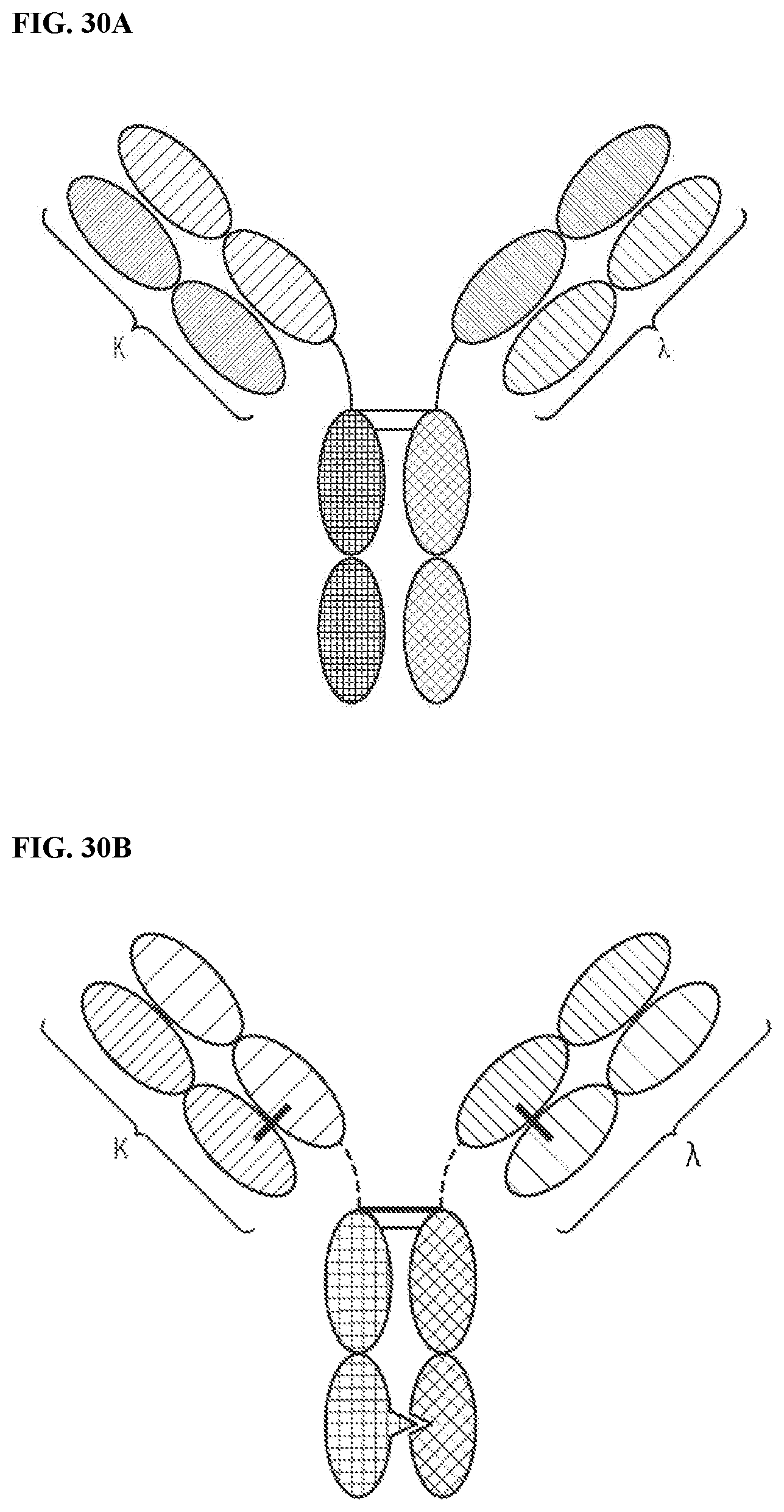 Patent US12378318 Figure 18 – Proteins binding NKG2D, CD16 and a tumor-associated antigen