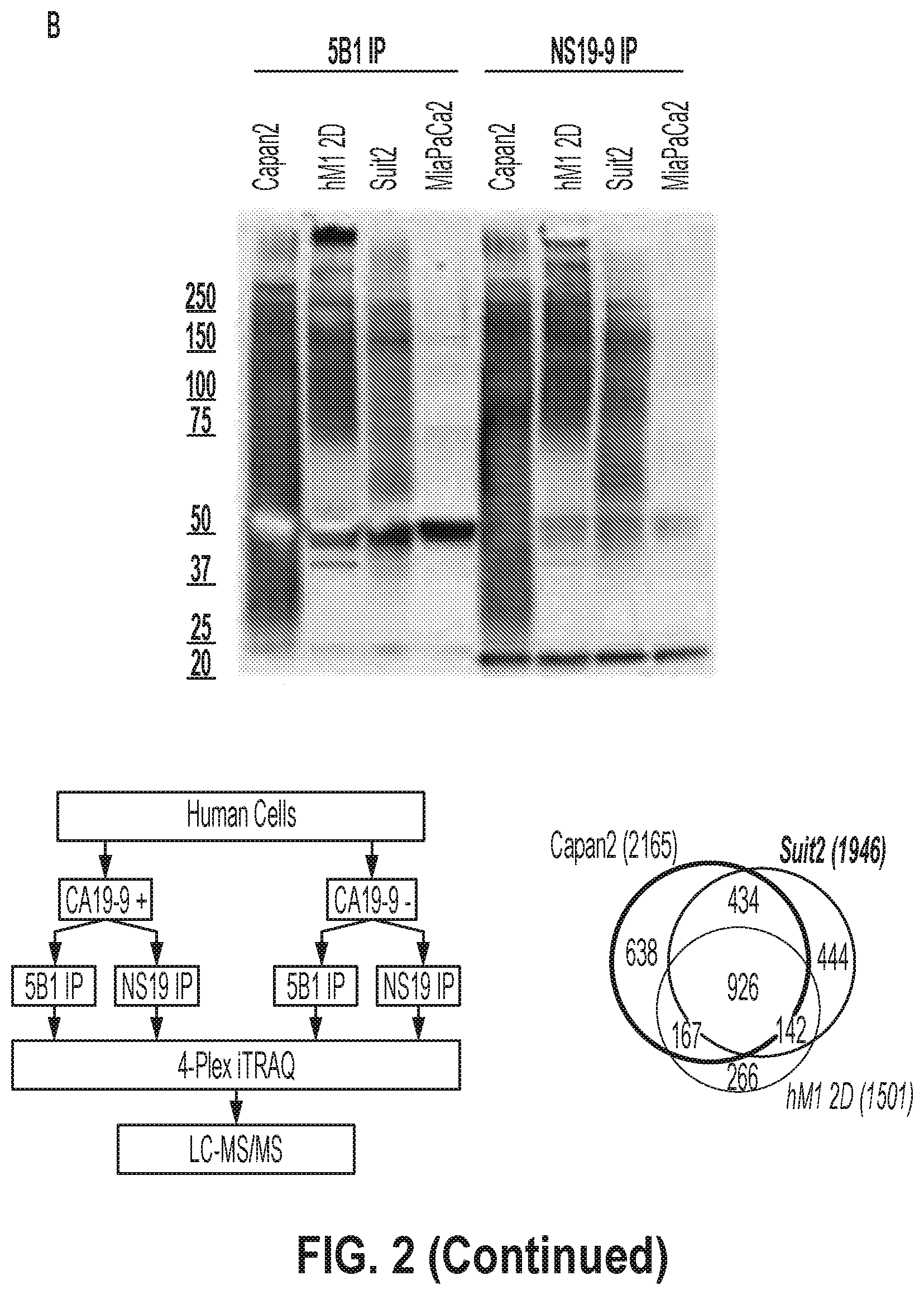Patent US12378320 Figure 7 – Methods for treating pancreatitis