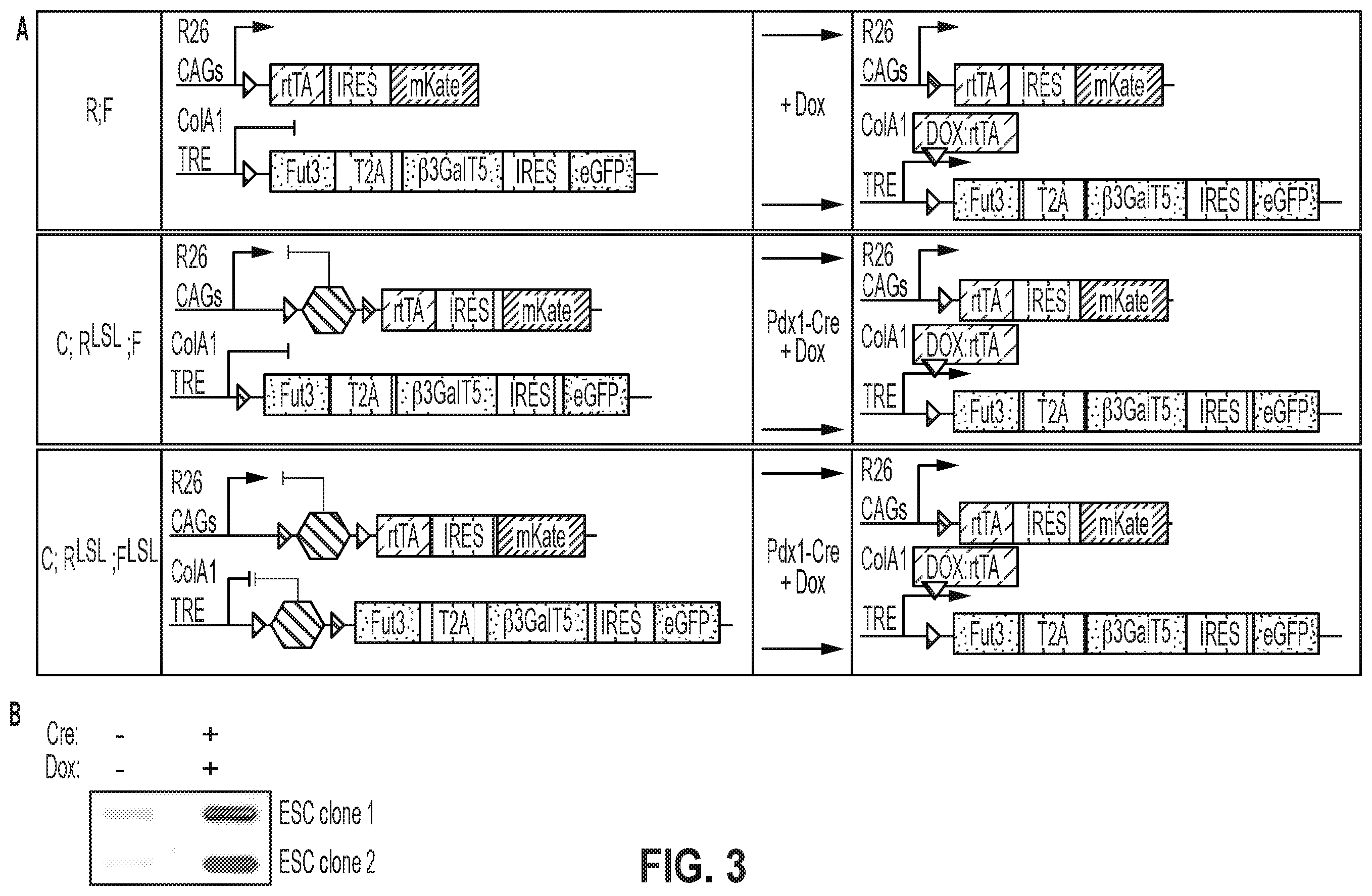 Patent US12378320 Figure 9 – Methods for treating pancreatitis