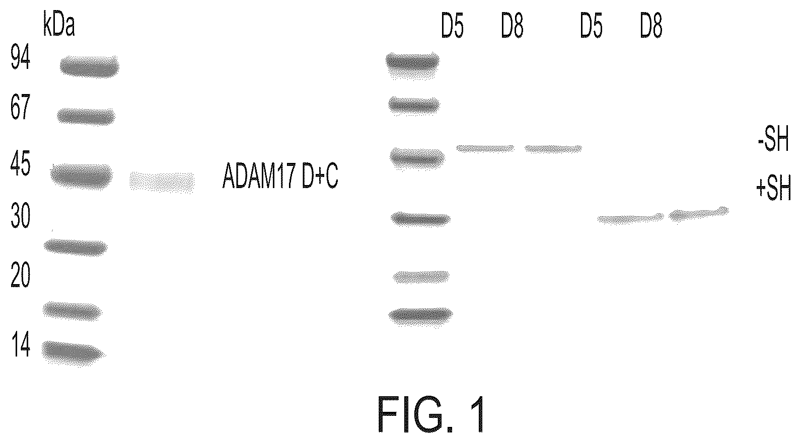 Patent US12378321 Figure 1 – ADAM17 binding molecules and uses thereof