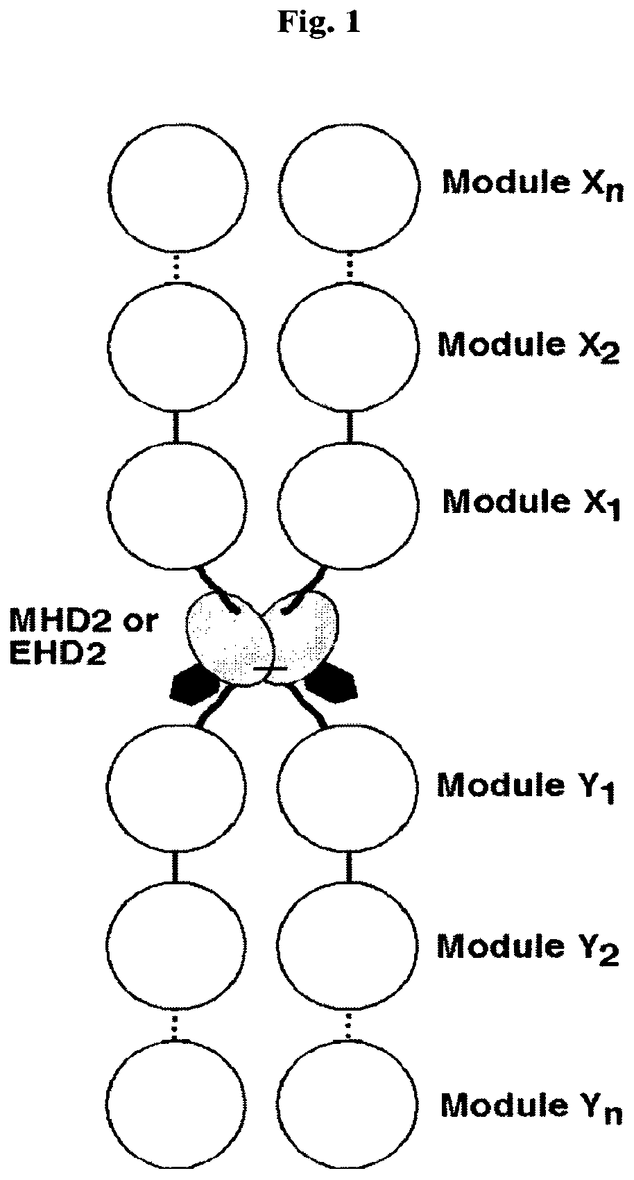 Patent US12378323 Figure 1 – IgM and IgE heavy chain domain 2 as covalently linked homodimerization modules for the generation of fusion proteins with dual specificity