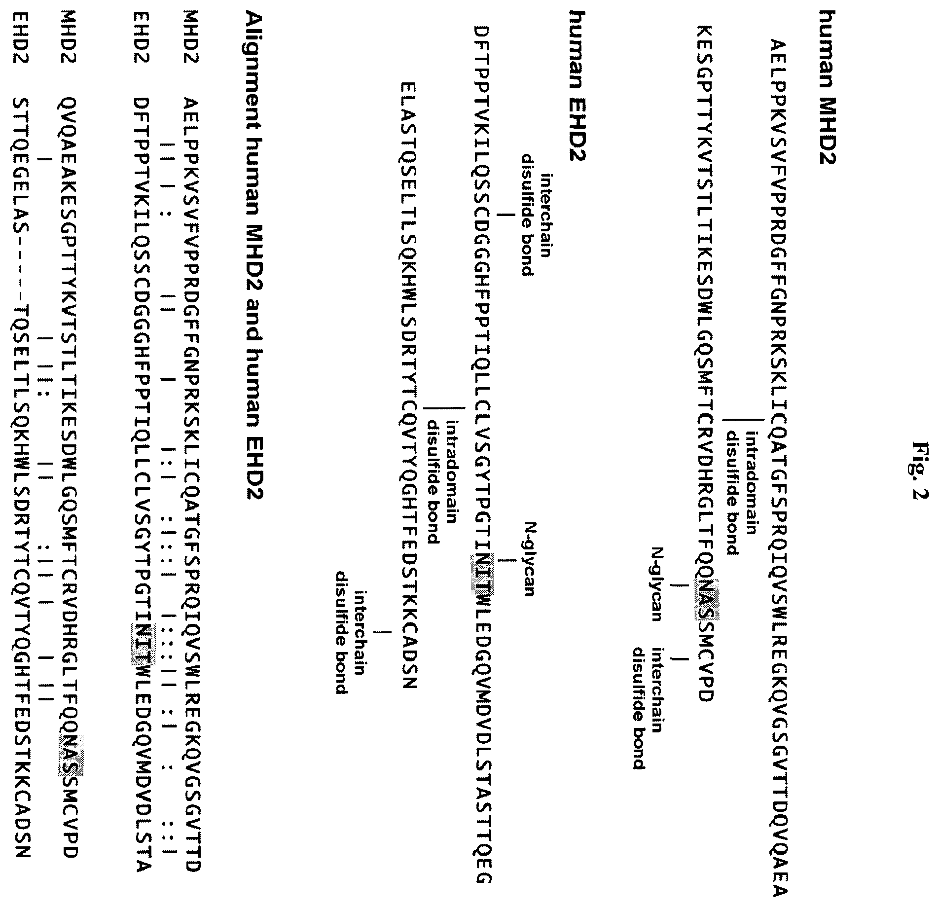 Patent US12378323 Figure 2 – IgM and IgE heavy chain domain 2 as covalently linked homodimerization modules for the generation of fusion proteins with dual specificity