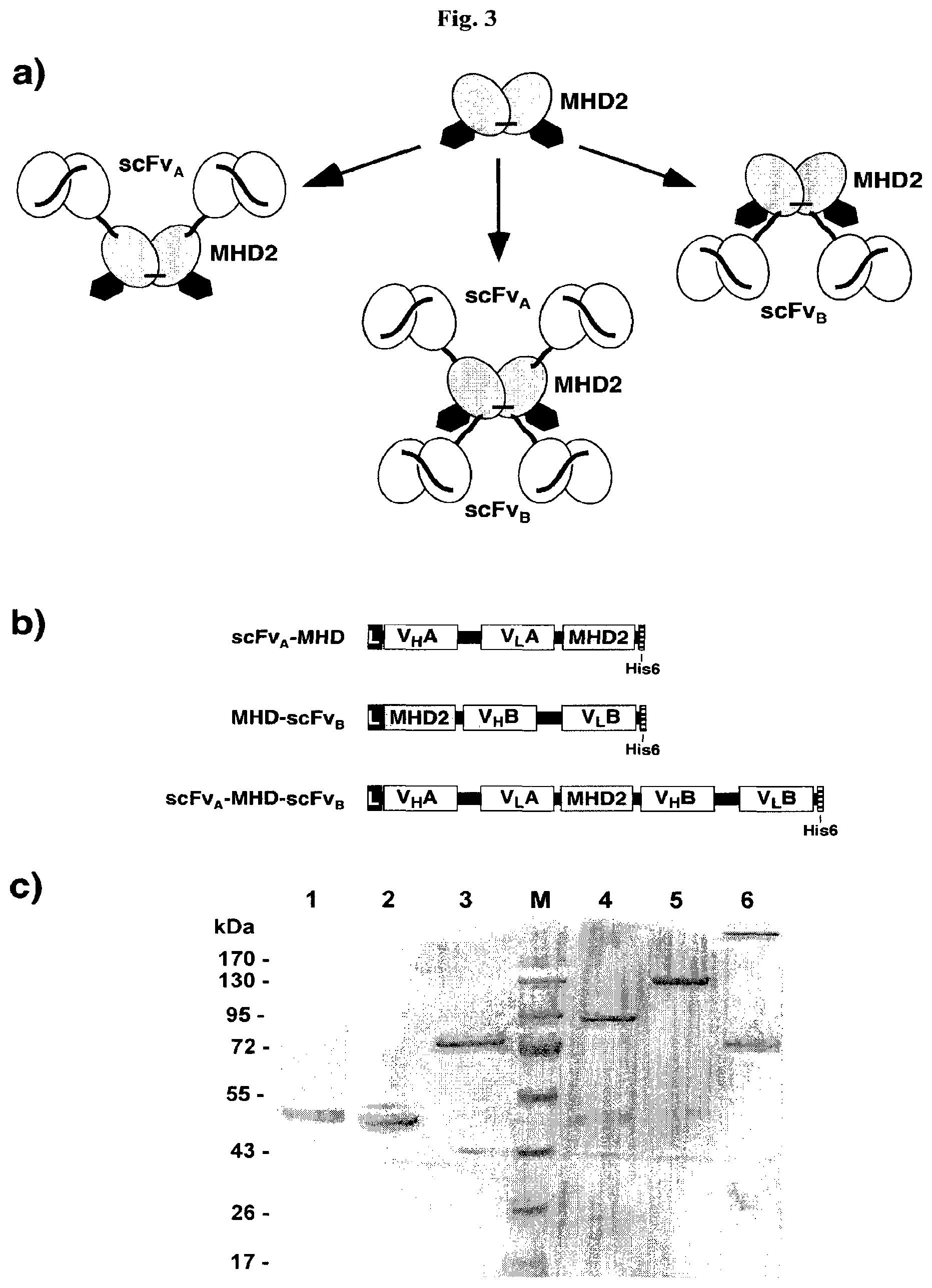 Patent US12378323 Figure 3 – IgM and IgE heavy chain domain 2 as covalently linked homodimerization modules for the generation of fusion proteins with dual specificity