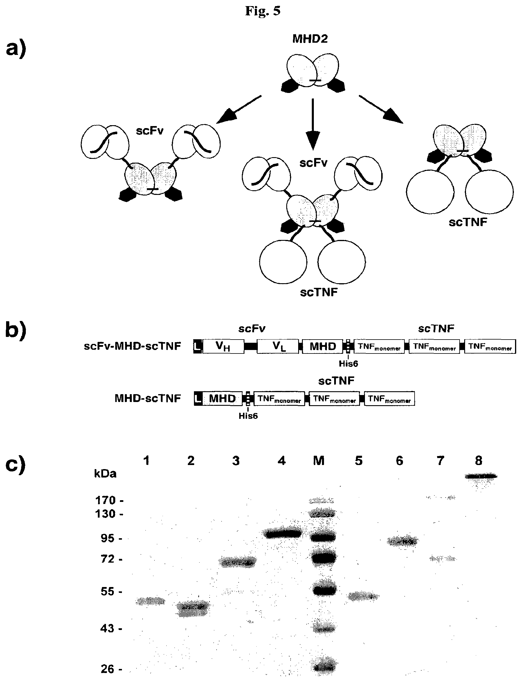 Patent US12378323 Figure 5 – IgM and IgE heavy chain domain 2 as covalently linked homodimerization modules for the generation of fusion proteins with dual specificity