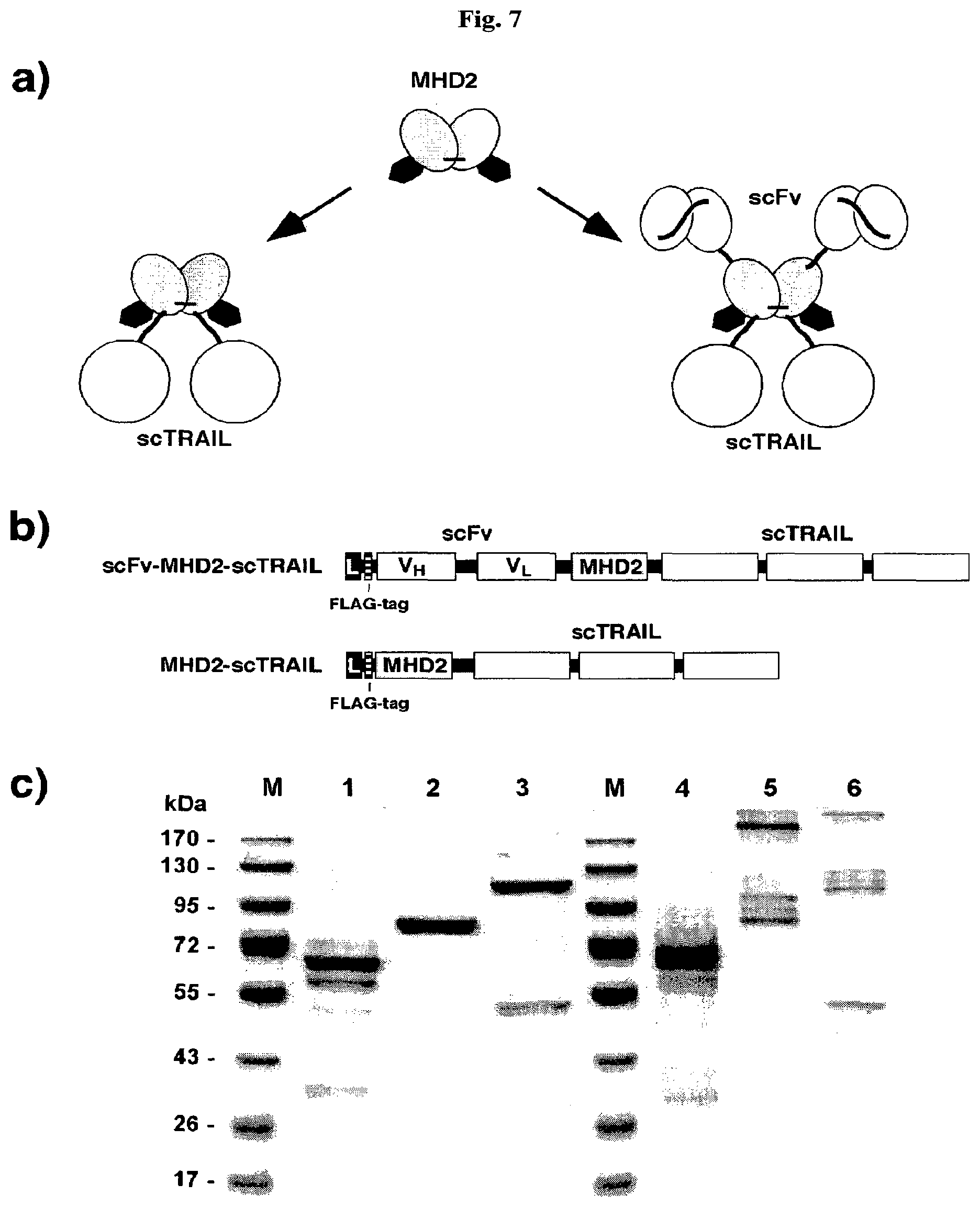 Patent US12378323 Figure 9 – IgM and IgE heavy chain domain 2 as covalently linked homodimerization modules for the generation of fusion proteins with dual specificity