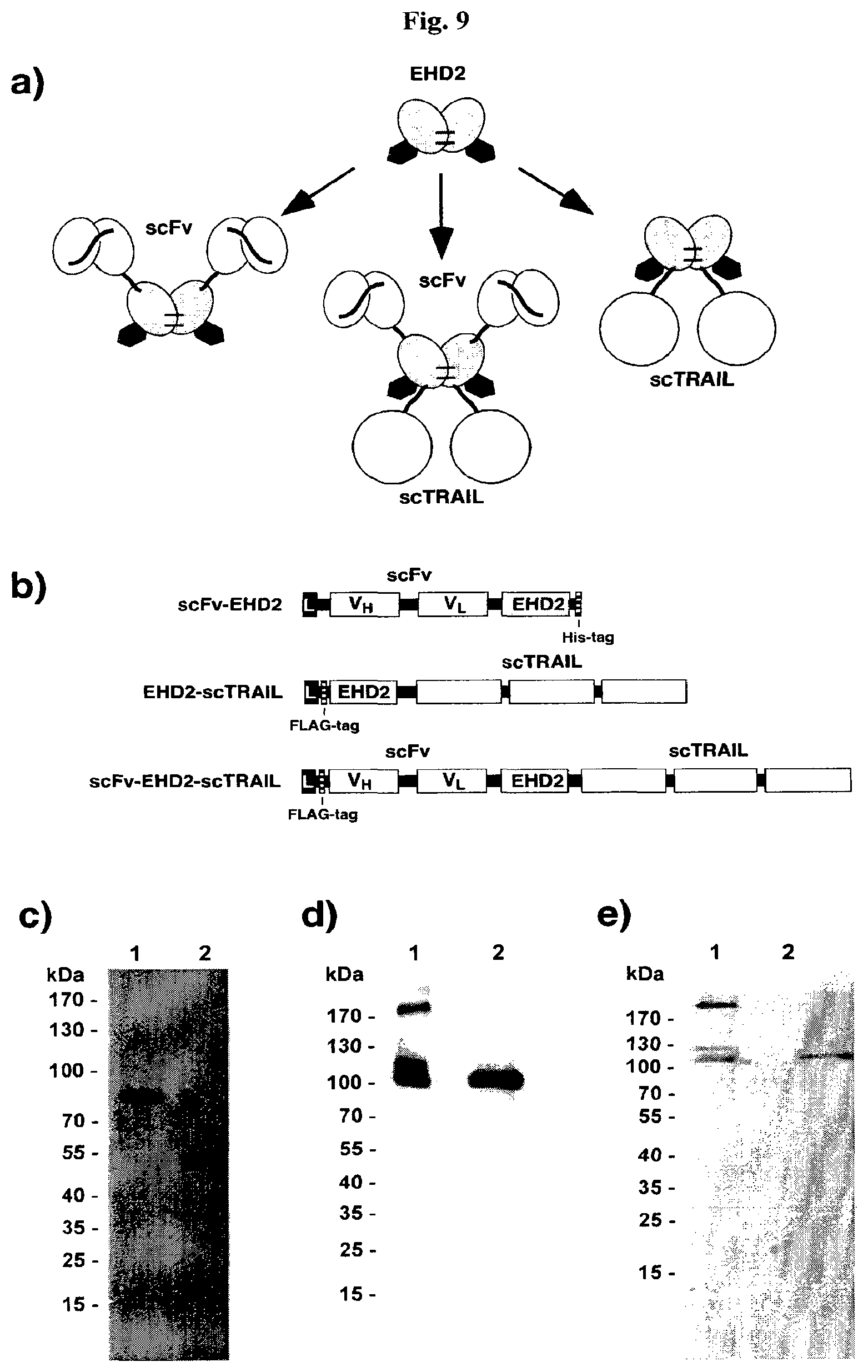 Patent US12378323 Figure 11 – IgM and IgE heavy chain domain 2 as covalently linked homodimerization modules for the generation of fusion proteins with dual specificity