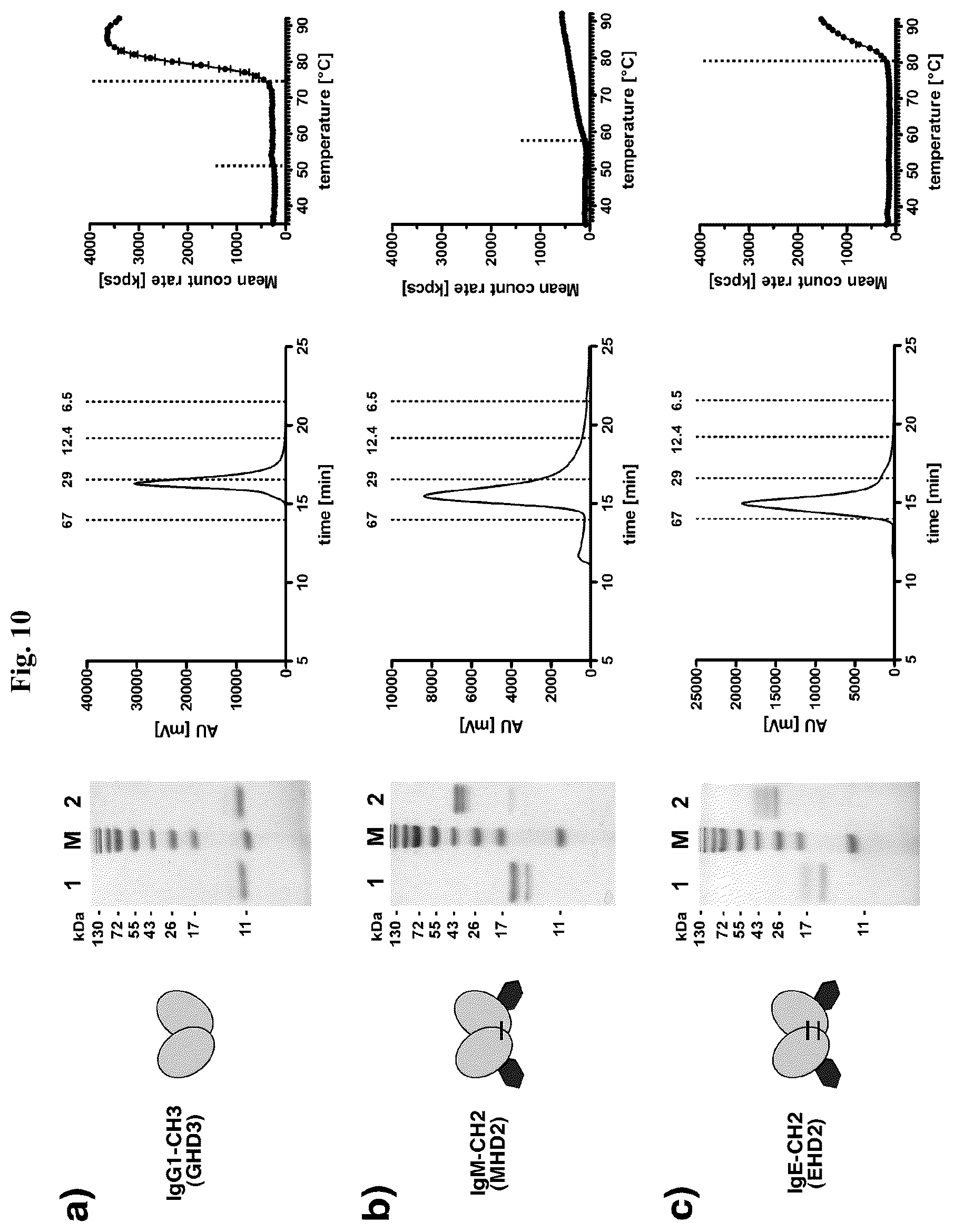 Patent US12378323 Figure 12 – IgM and IgE heavy chain domain 2 as covalently linked homodimerization modules for the generation of fusion proteins with dual specificity