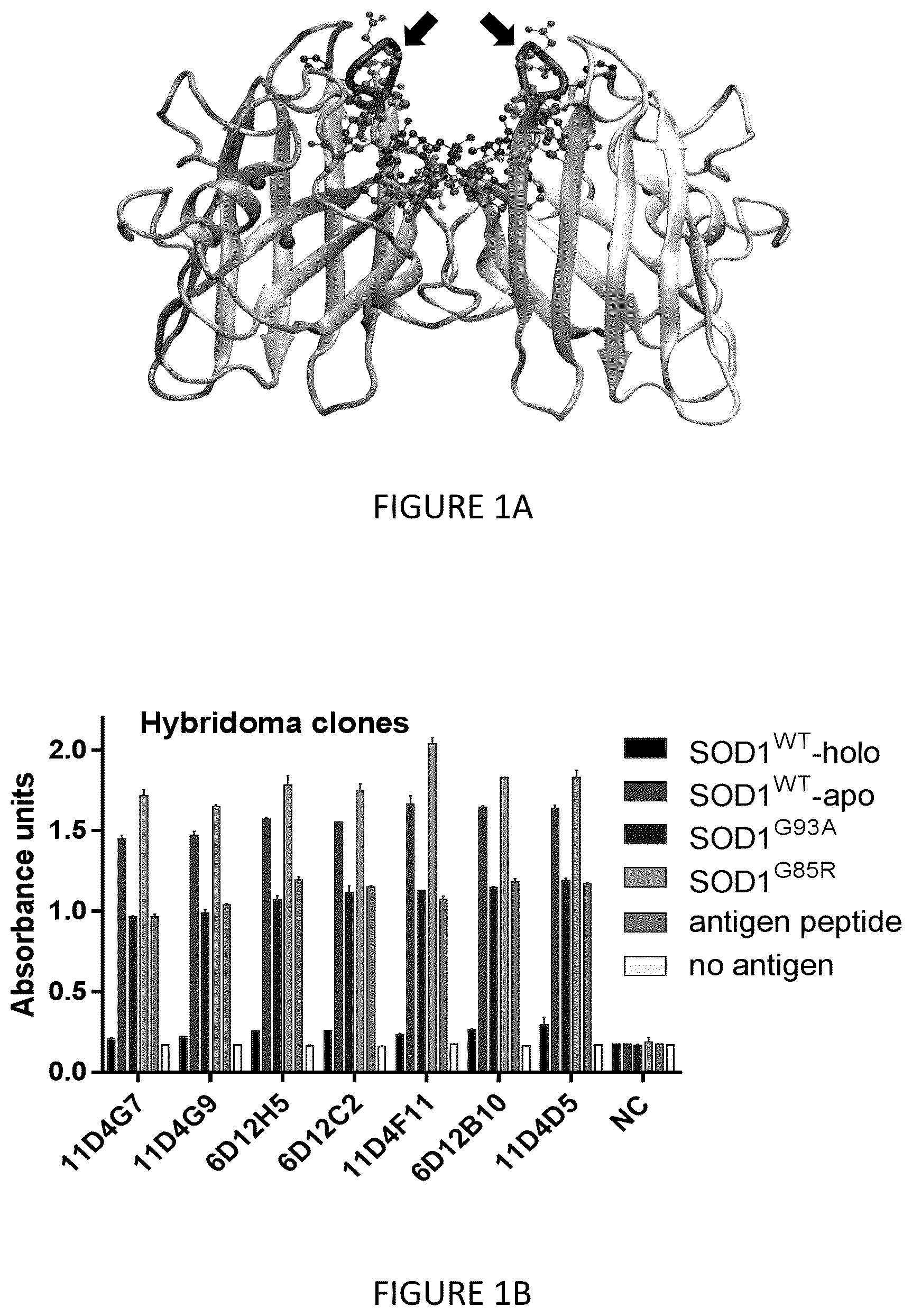 Patent US12378324 Figure 1 – Anti superoxide dismutase 1 (SOD1) antibodies and use thereof