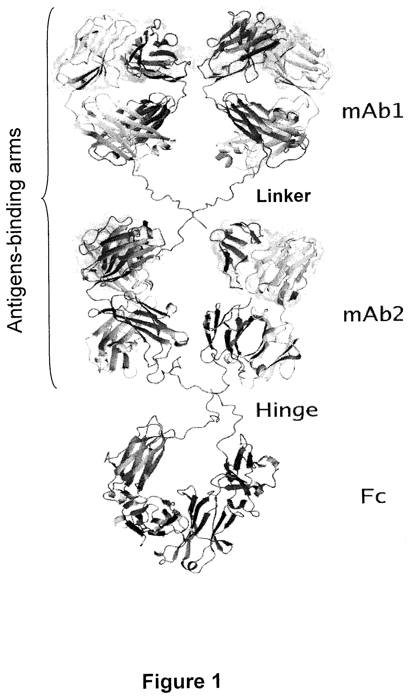 Patent US12378325 Figure 1 – Multispecific antigens binding fragments and multspecific antibodies