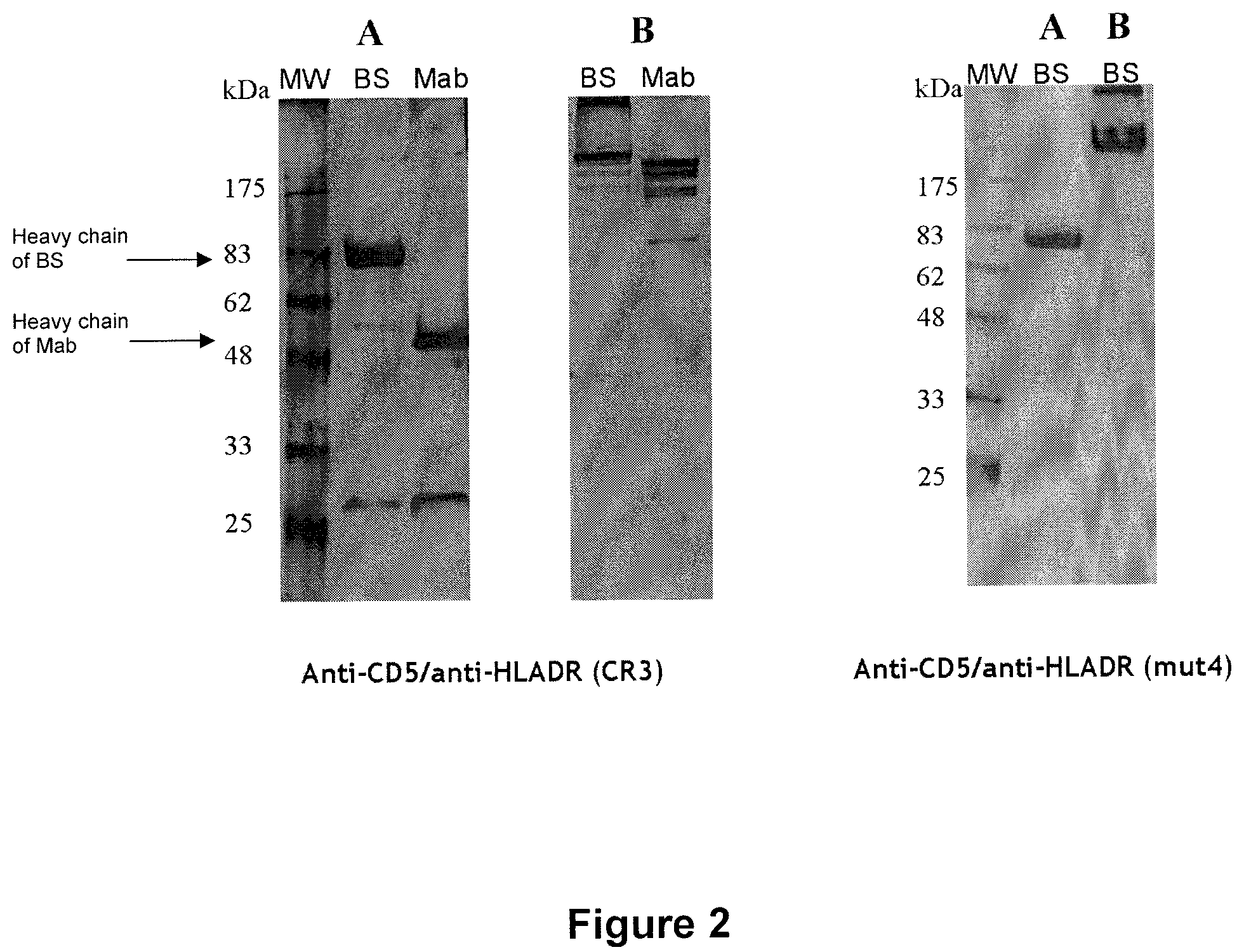 Patent US12378325 Figure 2 – Multispecific antigens binding fragments and multspecific antibodies