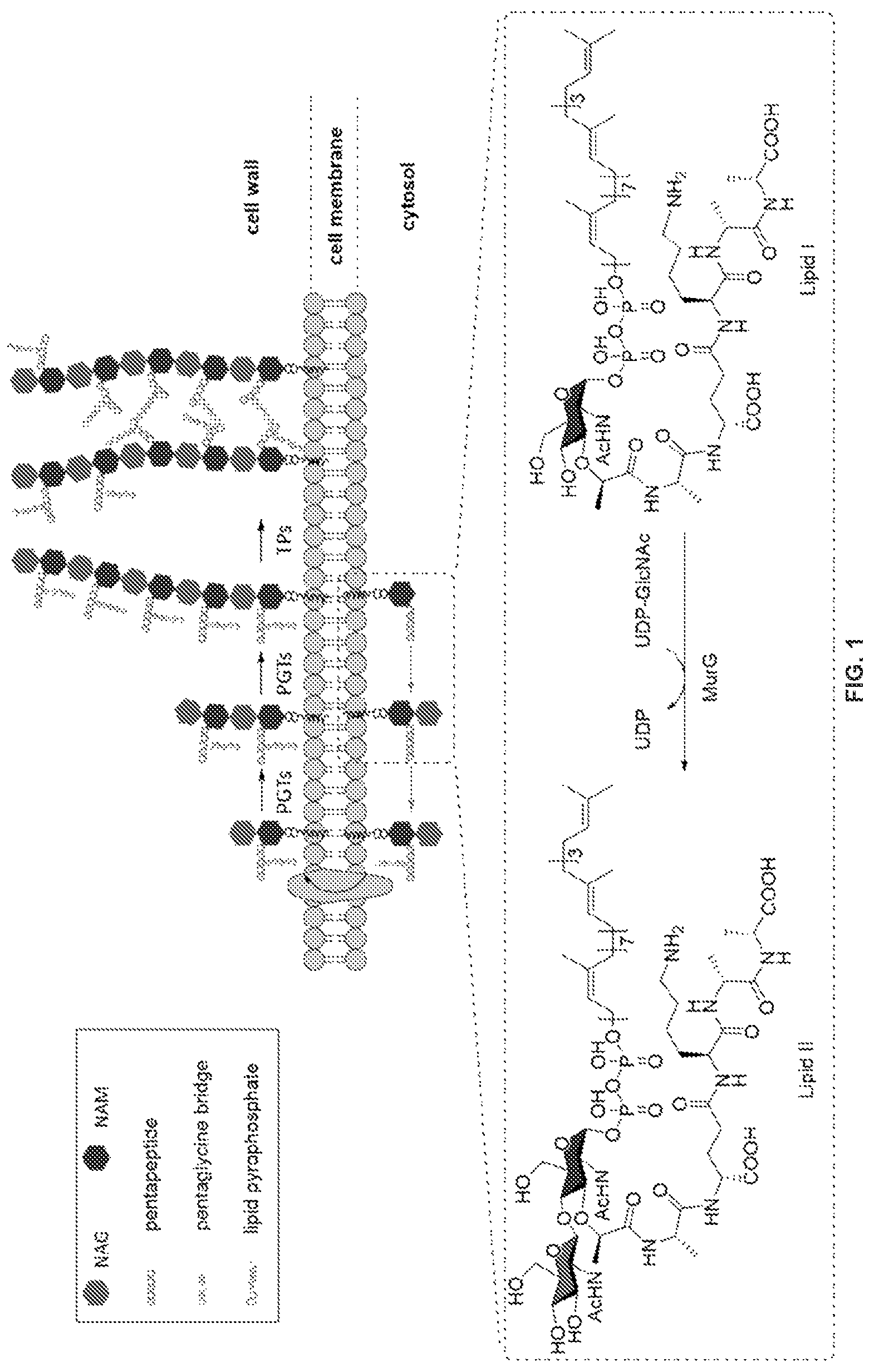 Patent US12378328 Figure 1 – Biohybrid peptidoglycan oligomers