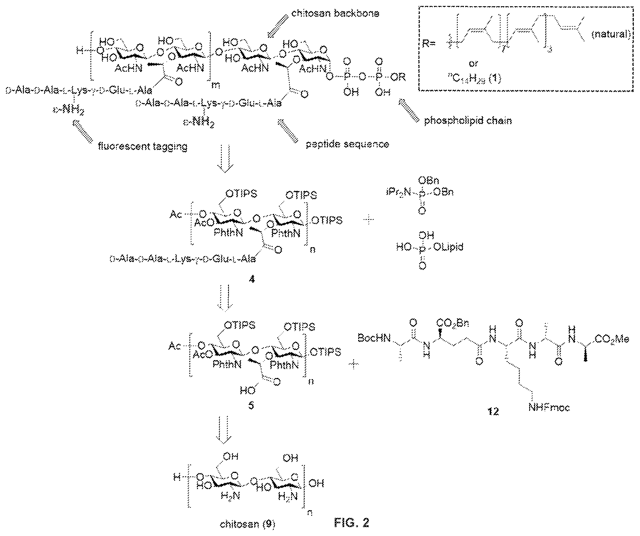 Patent US12378328 Figure 2 – Biohybrid peptidoglycan oligomers