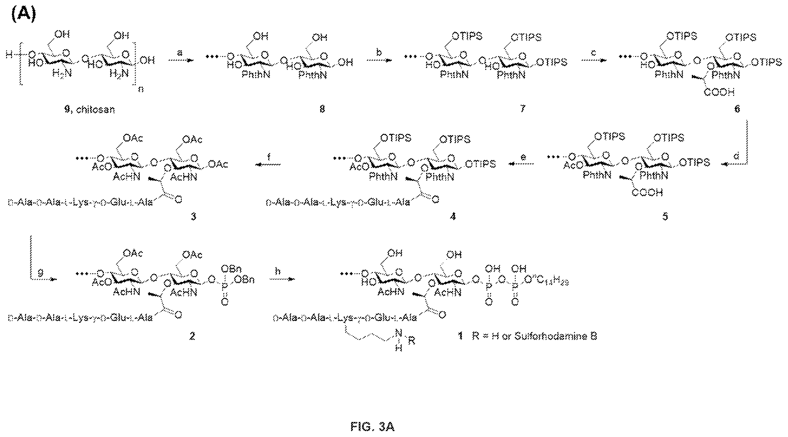 Patent US12378328 Figure 3 – Biohybrid peptidoglycan oligomers