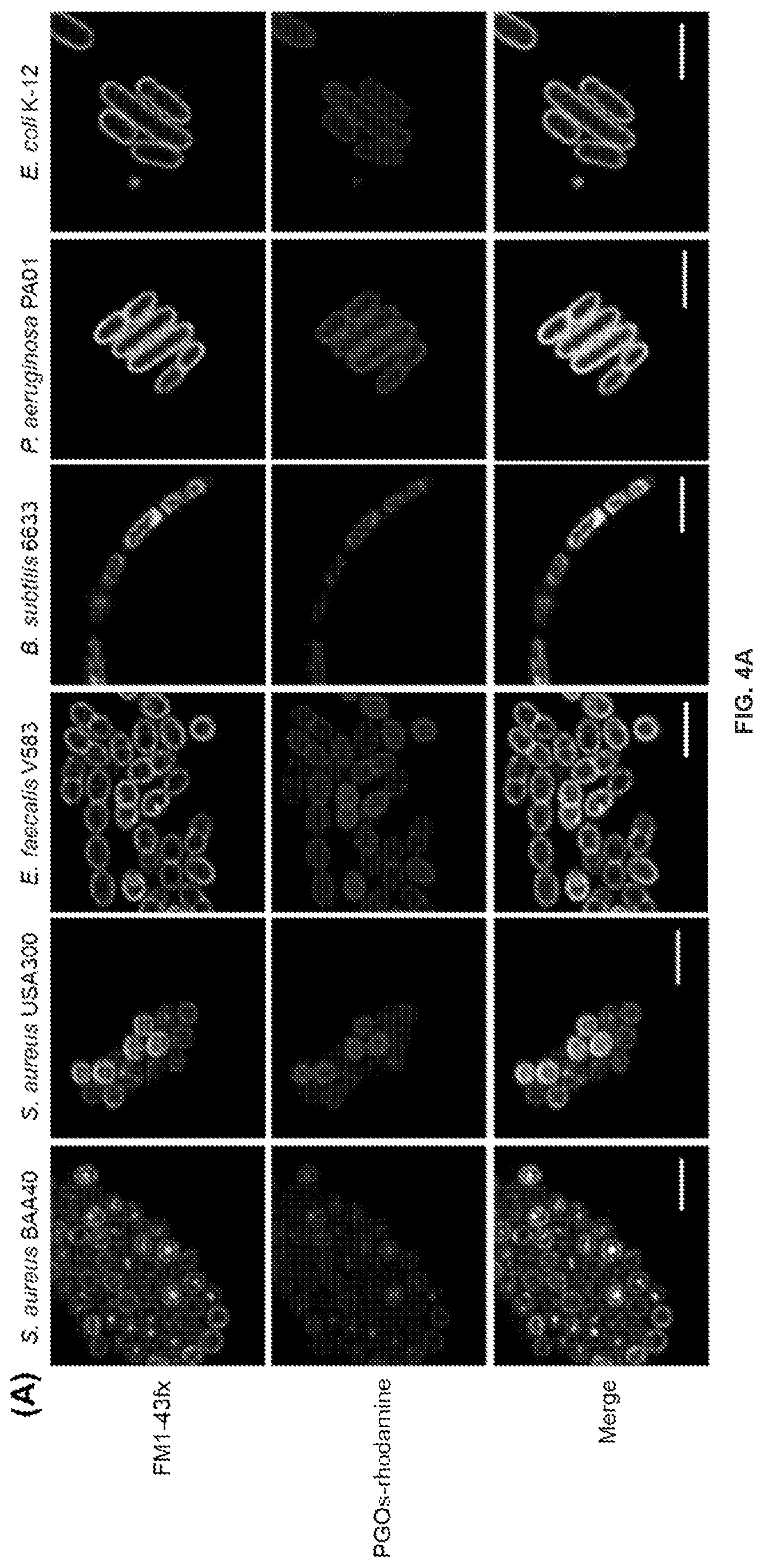 Patent US12378328 Figure 5 – Biohybrid peptidoglycan oligomers