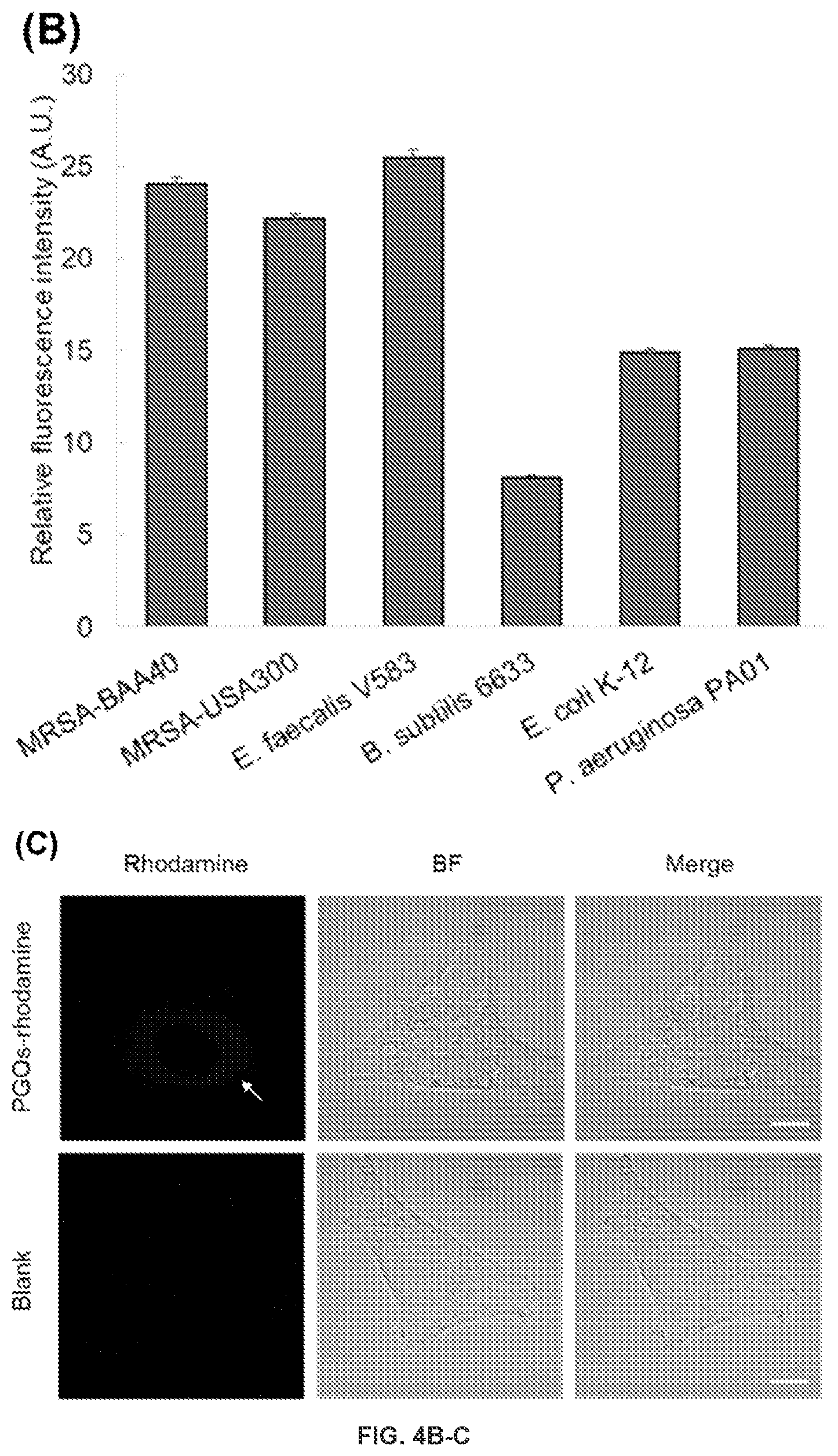 Patent US12378328 Figure 6 – Biohybrid peptidoglycan oligomers