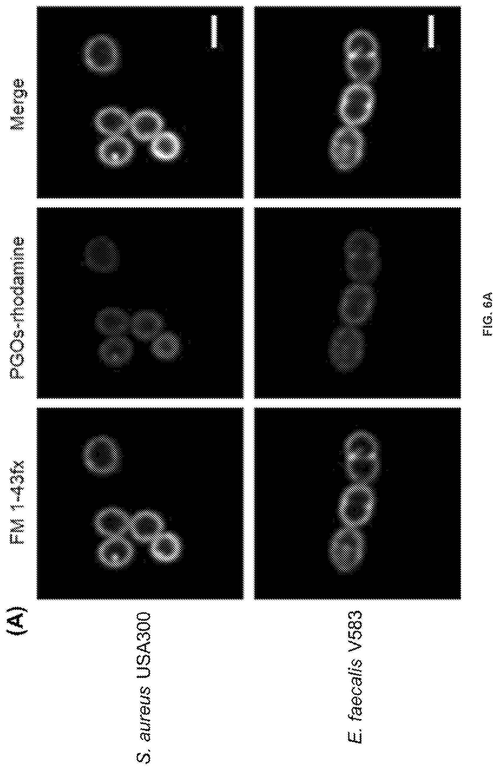 Patent US12378328 Figure 8 – Biohybrid peptidoglycan oligomers