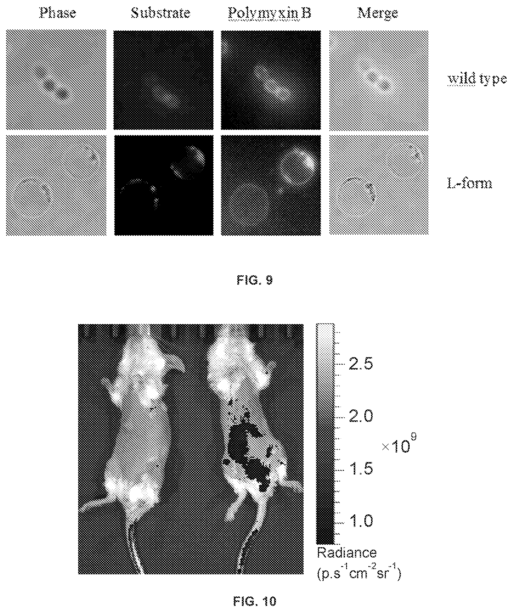 Patent US12378328 Figure 13 – Biohybrid peptidoglycan oligomers