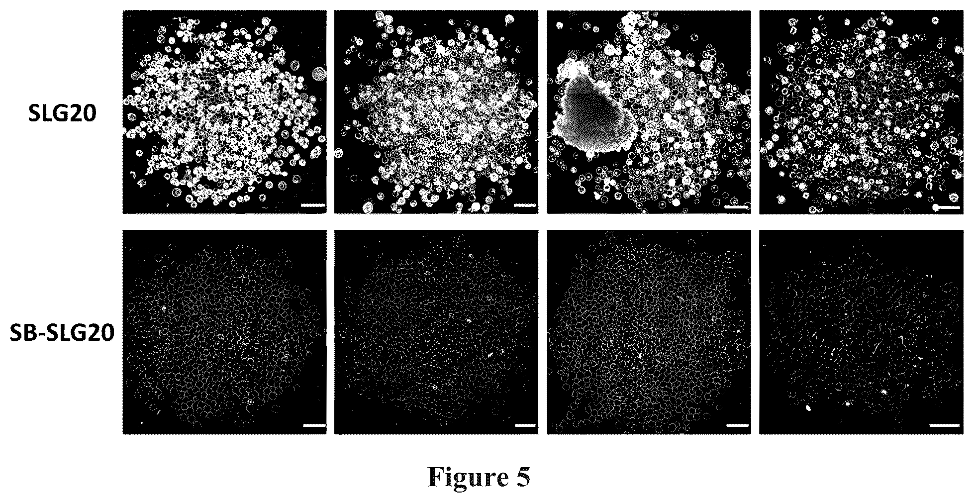 Patent US12378329 Figure 5 – Zwitterionically modified polymers and hydrogels