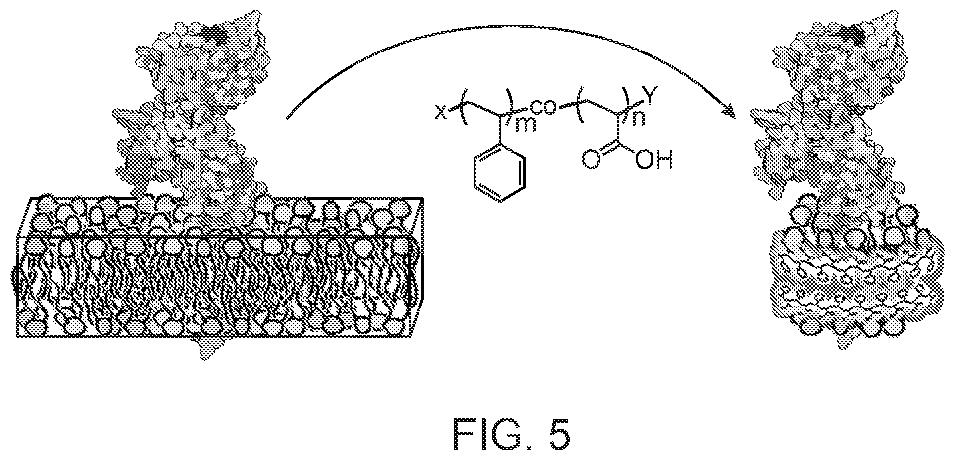 Patent US12378337 Figure 6 – Lipid nanodiscs solubilized through poly(acrylic acid-co-styrene) copolymers