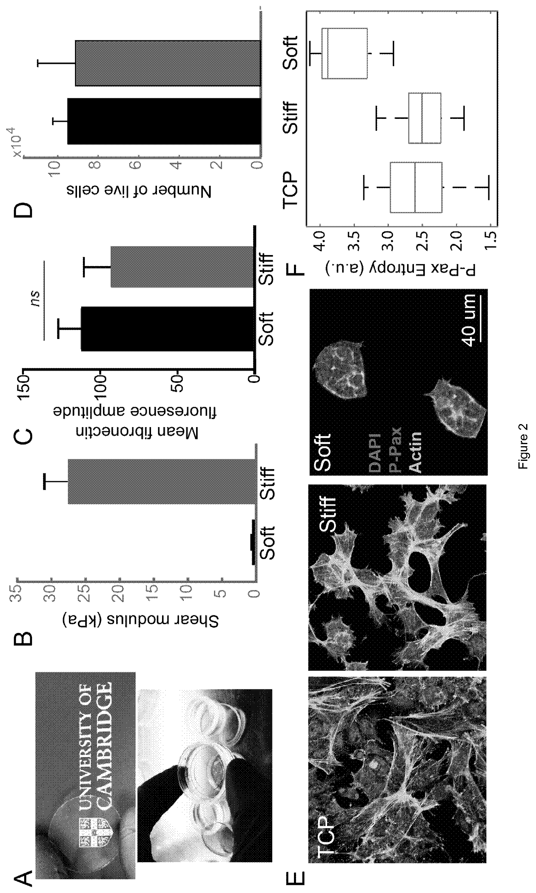 Patent US12378341 Figure 2 – Tuneable cell substrates