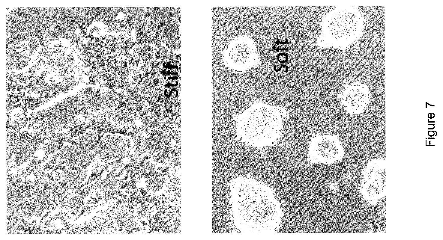 Patent US12378341 Figure 7 – Tuneable cell substrates