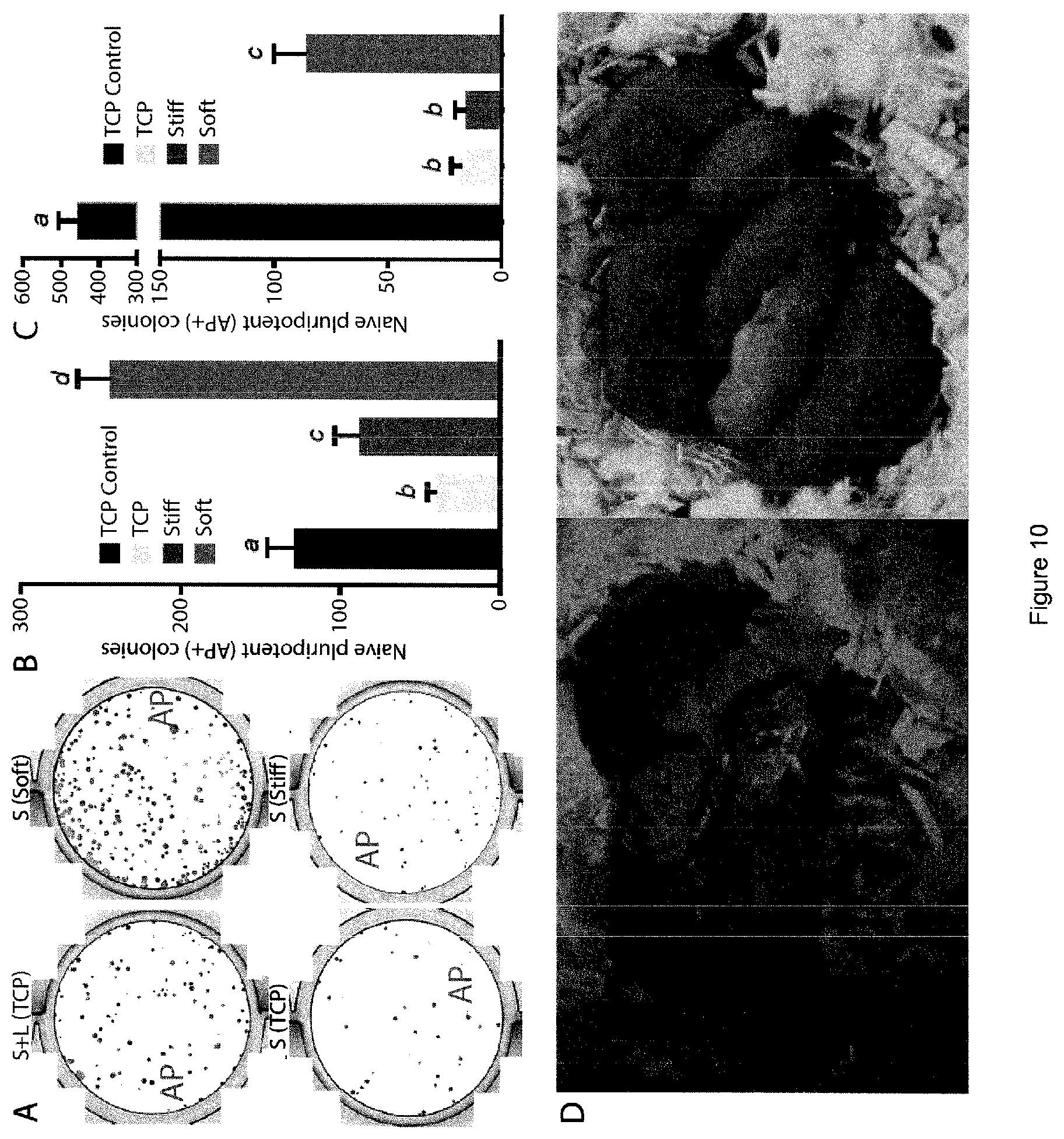 Patent US12378341 Figure 10 – Tuneable cell substrates