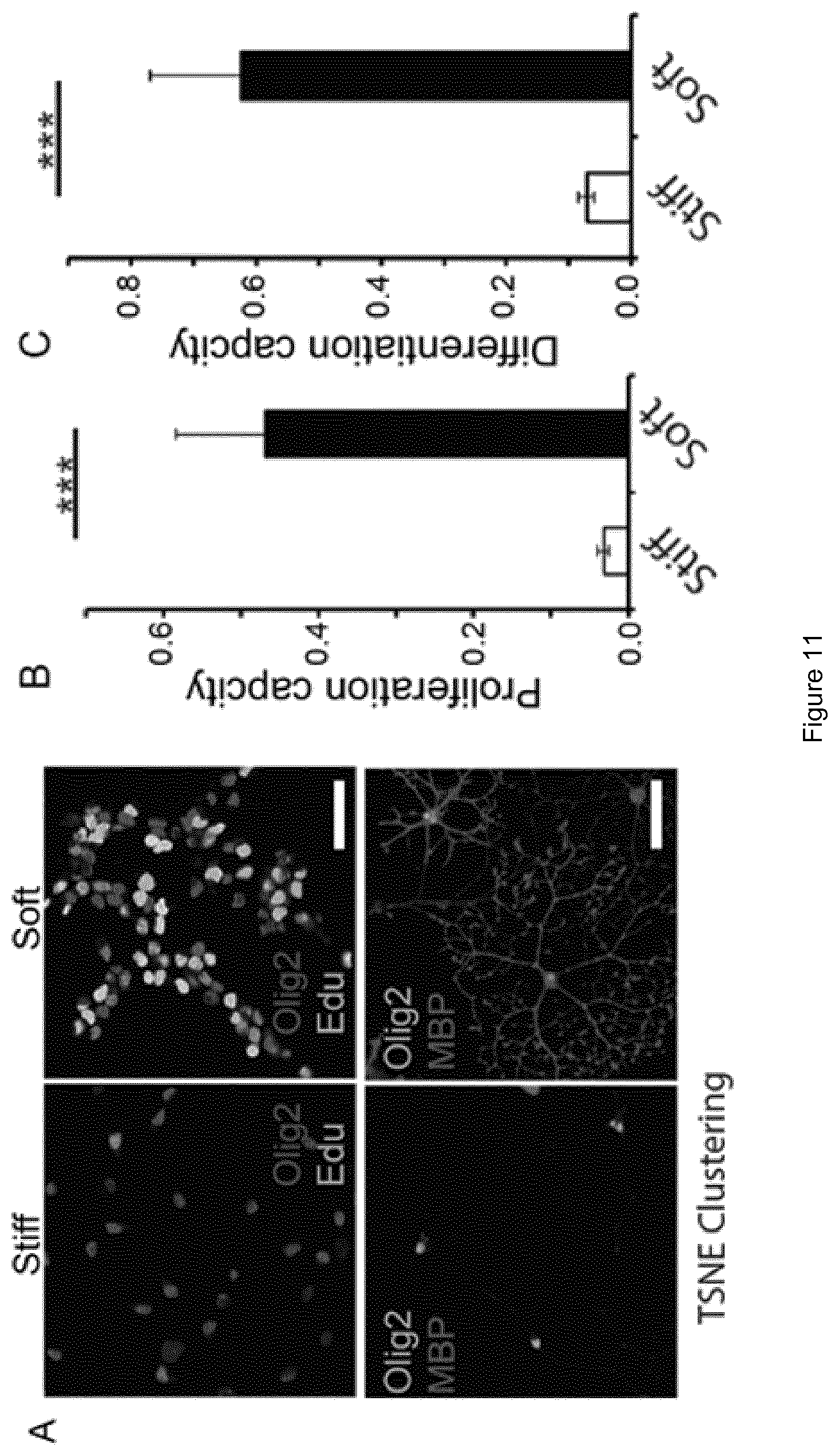 Patent US12378341 Figure 11 – Tuneable cell substrates