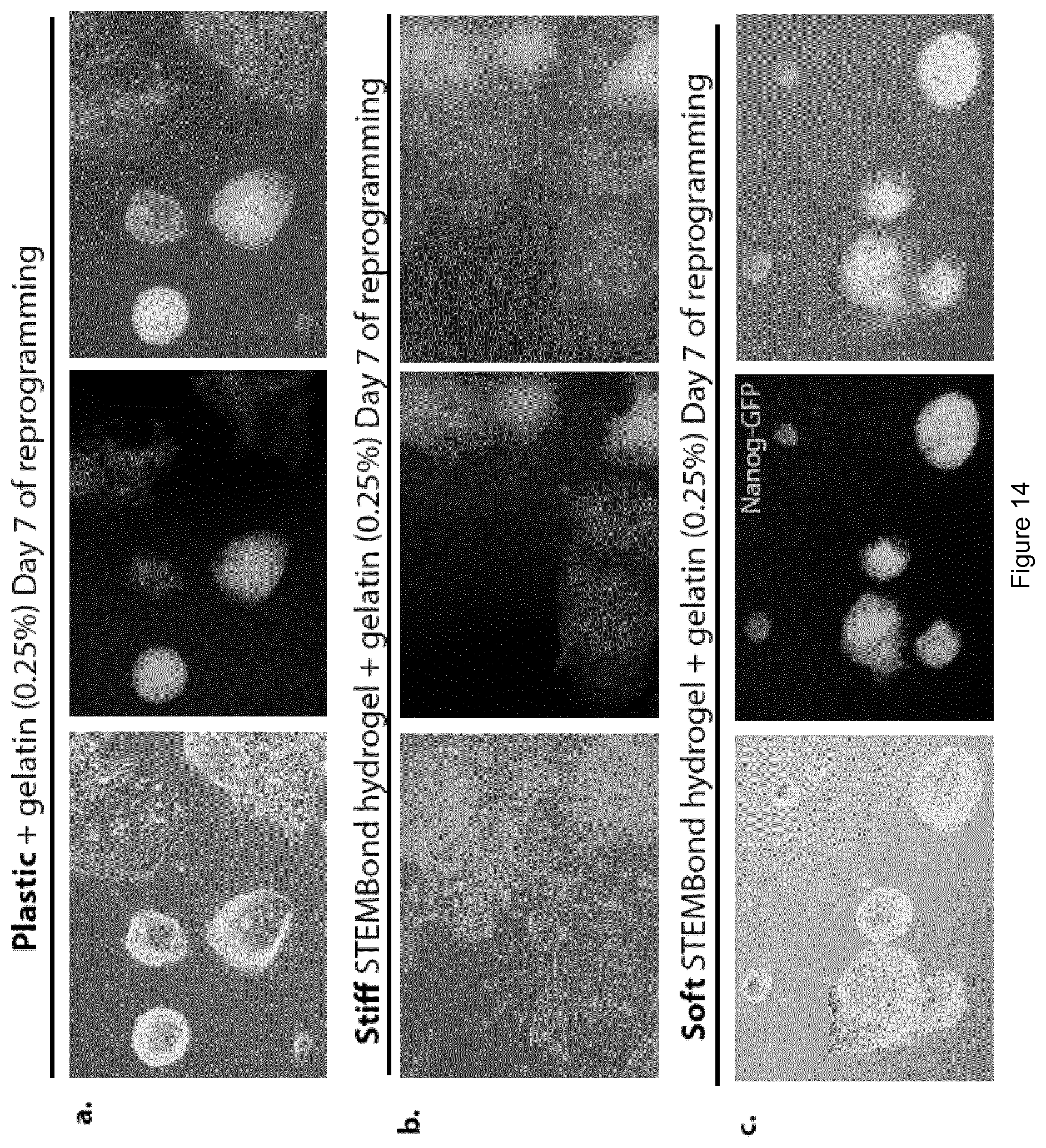Patent US12378341 Figure 15 – Tuneable cell substrates