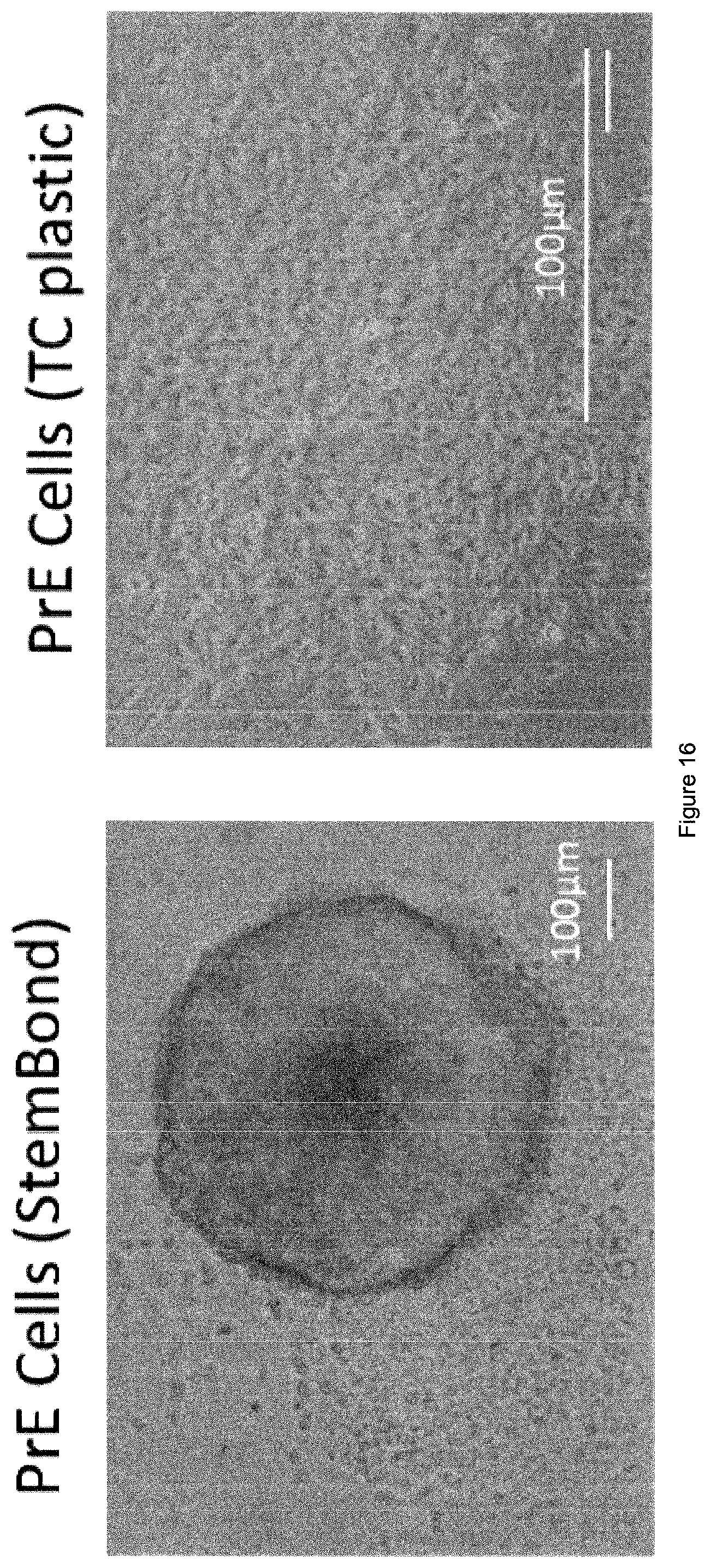 Patent US12378341 Figure 17 – Tuneable cell substrates