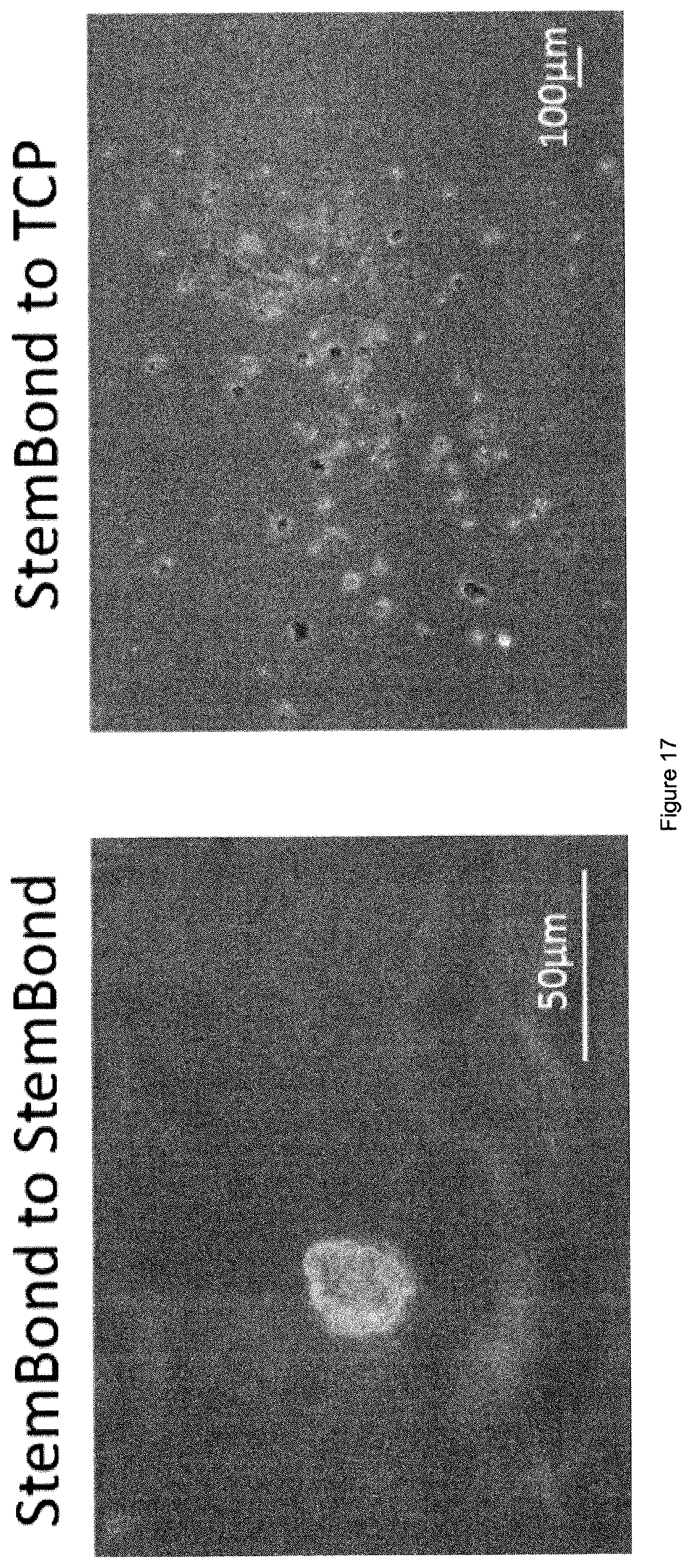 Patent US12378341 Figure 18 – Tuneable cell substrates