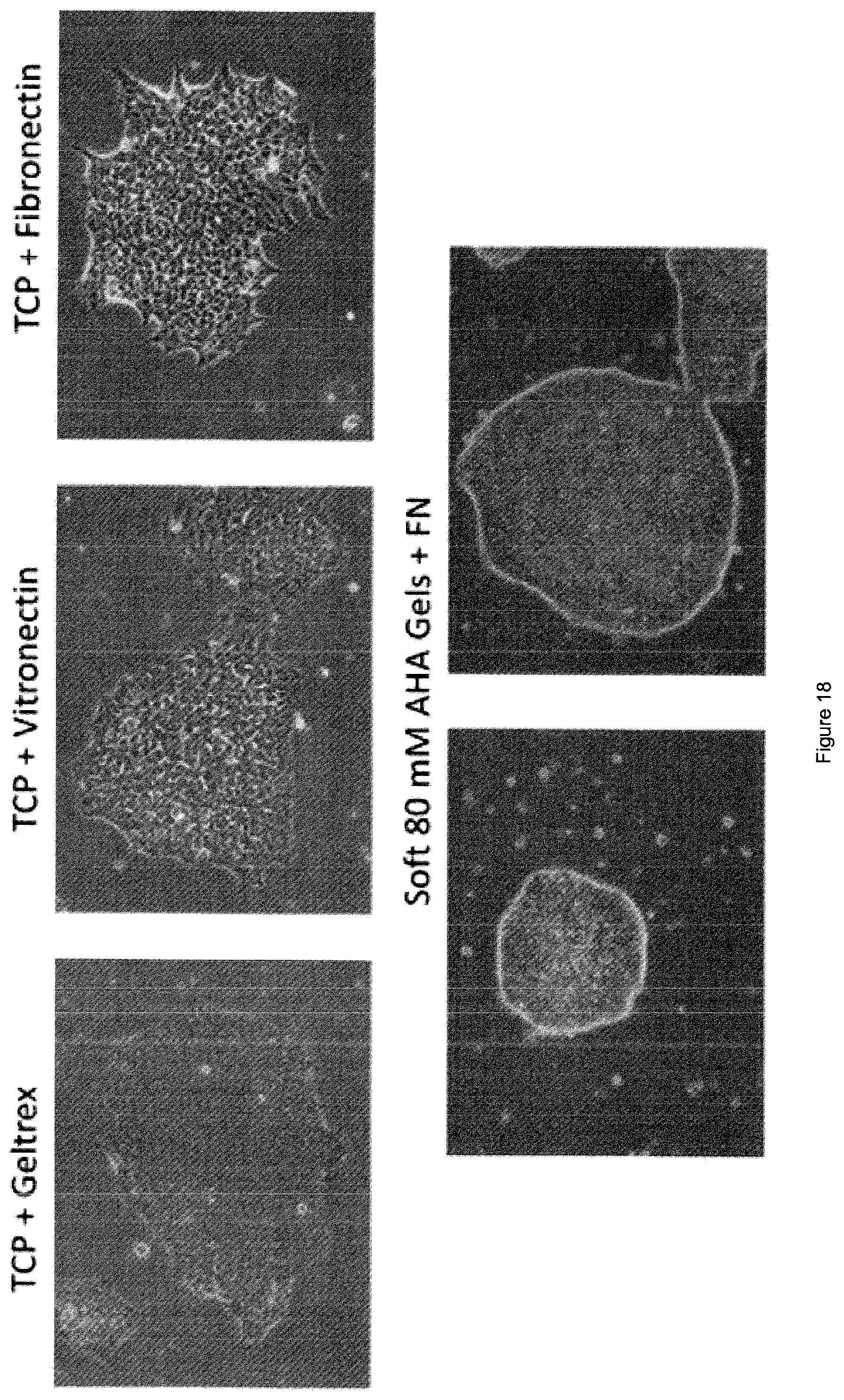 Patent US12378341 Figure 19 – Tuneable cell substrates