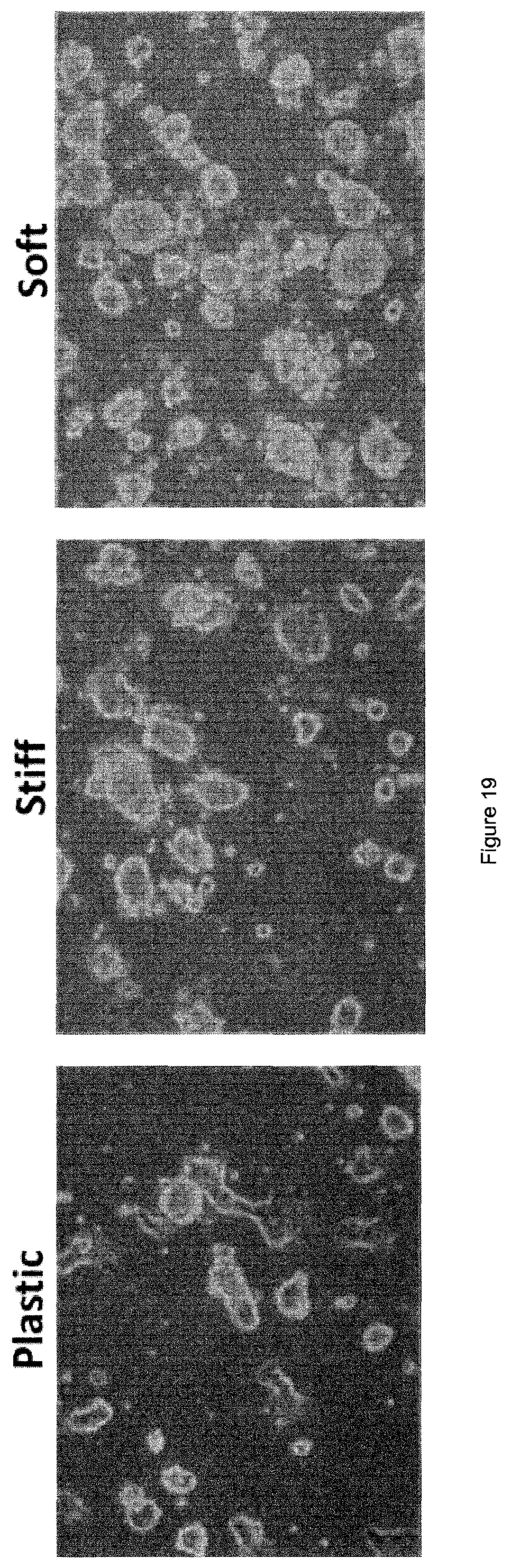Patent US12378341 Figure 20 – Tuneable cell substrates