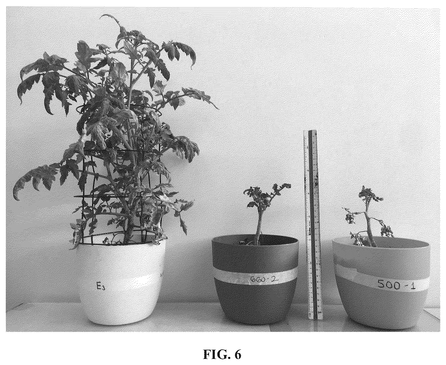 Patent US12378370 Figure 8 – Hydrogel and uses thereof as a substrate for growing plants