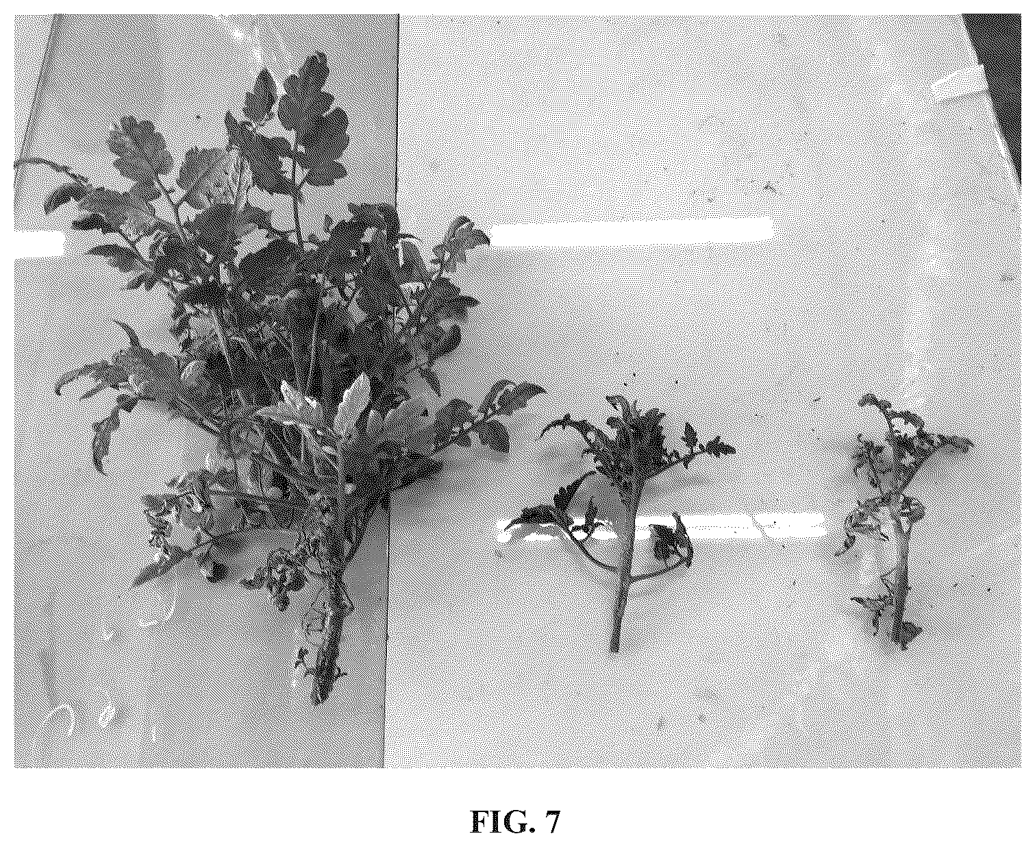 Patent US12378370 Figure 9 – Hydrogel and uses thereof as a substrate for growing plants