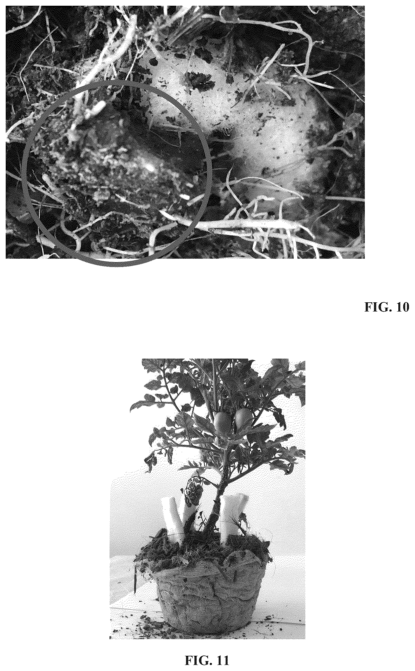 Patent US12378370 Figure 12 – Hydrogel and uses thereof as a substrate for growing plants