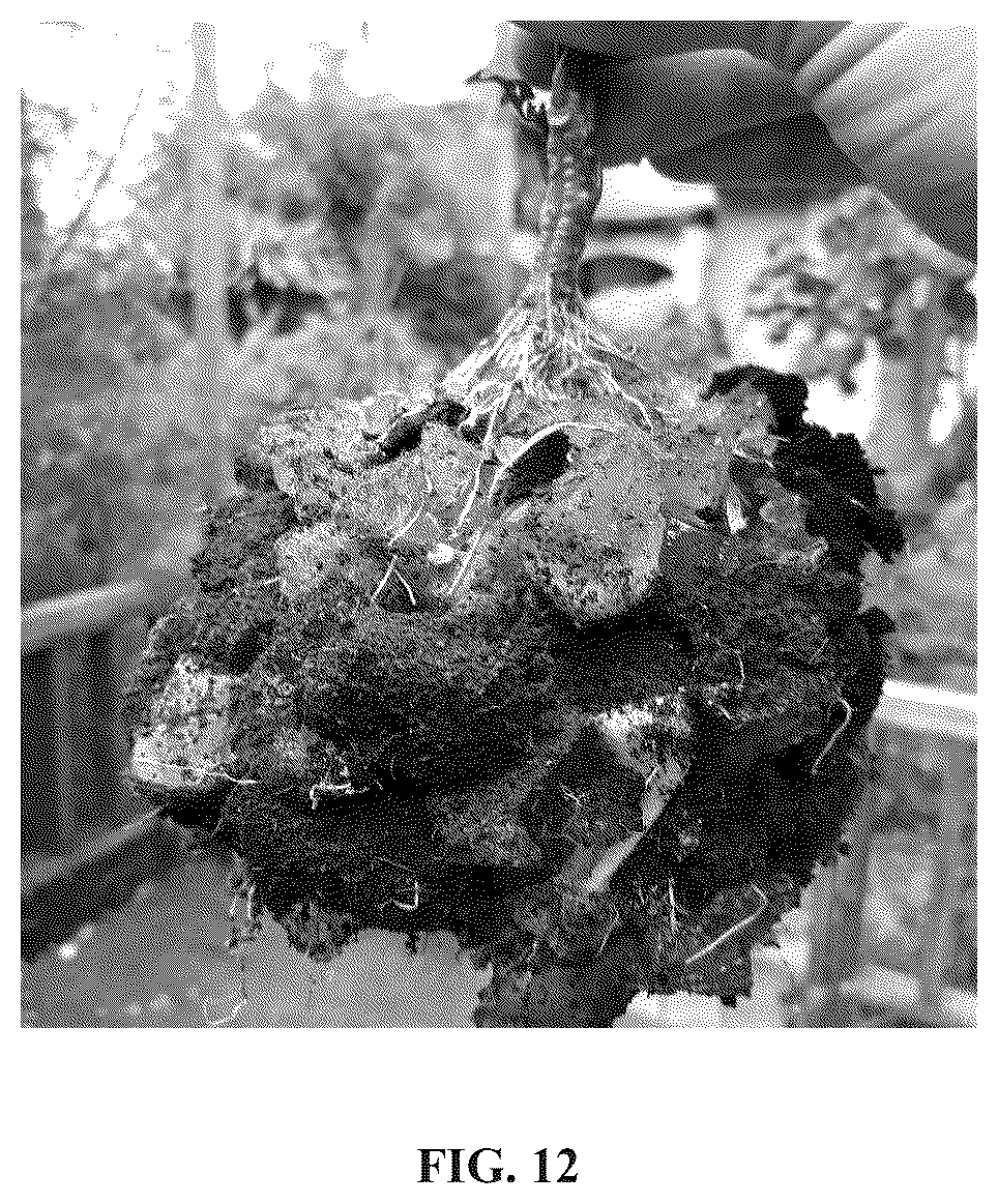 Patent US12378370 Figure 13 – Hydrogel and uses thereof as a substrate for growing plants