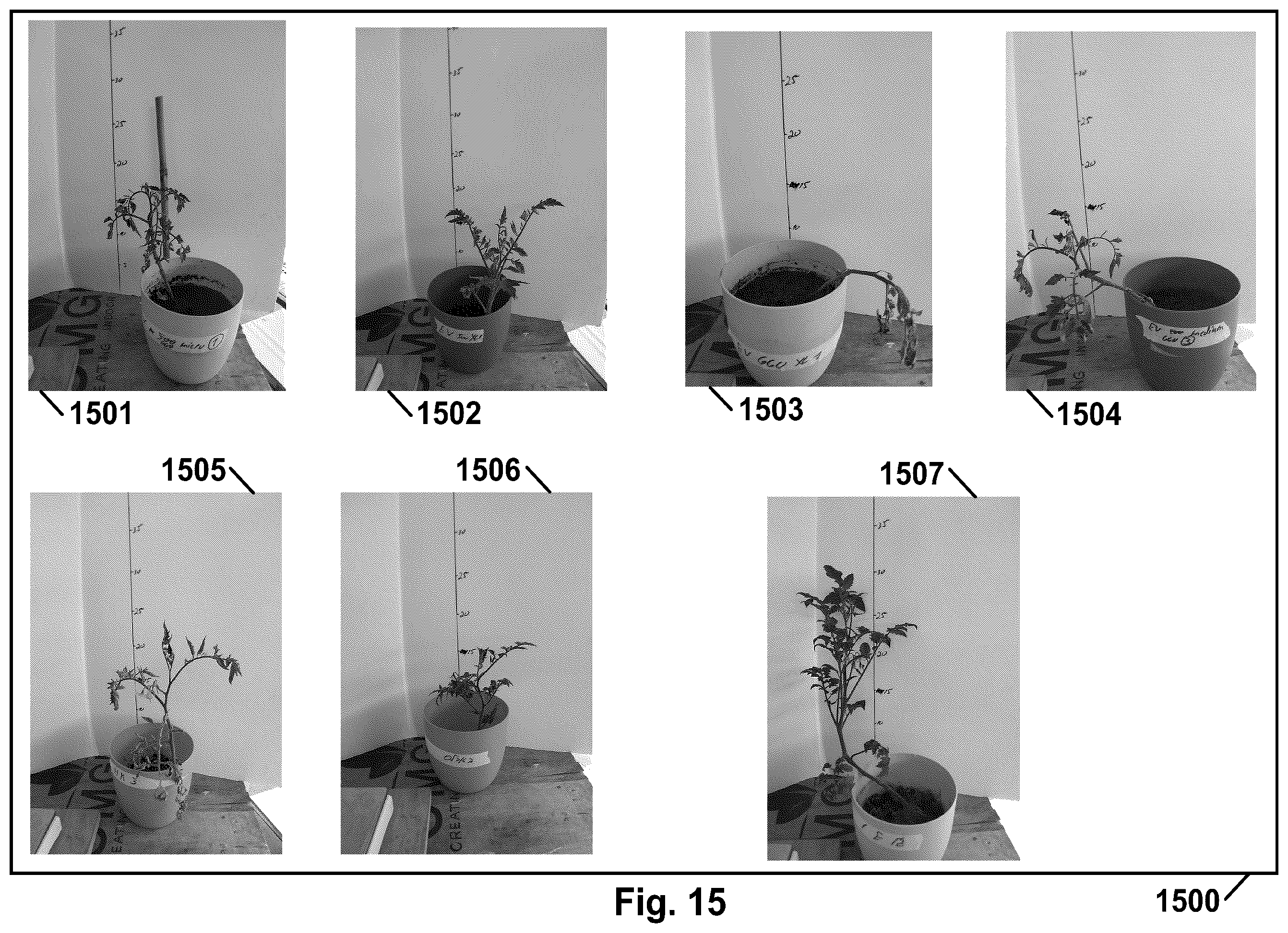 Patent US12378370 Figure 16 – Hydrogel and uses thereof as a substrate for growing plants