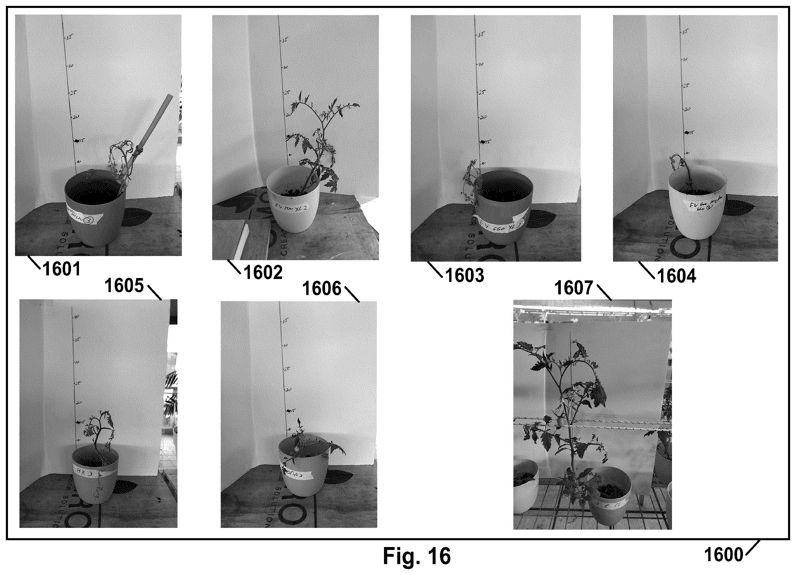 Patent US12378370 Figure 17 – Hydrogel and uses thereof as a substrate for growing plants