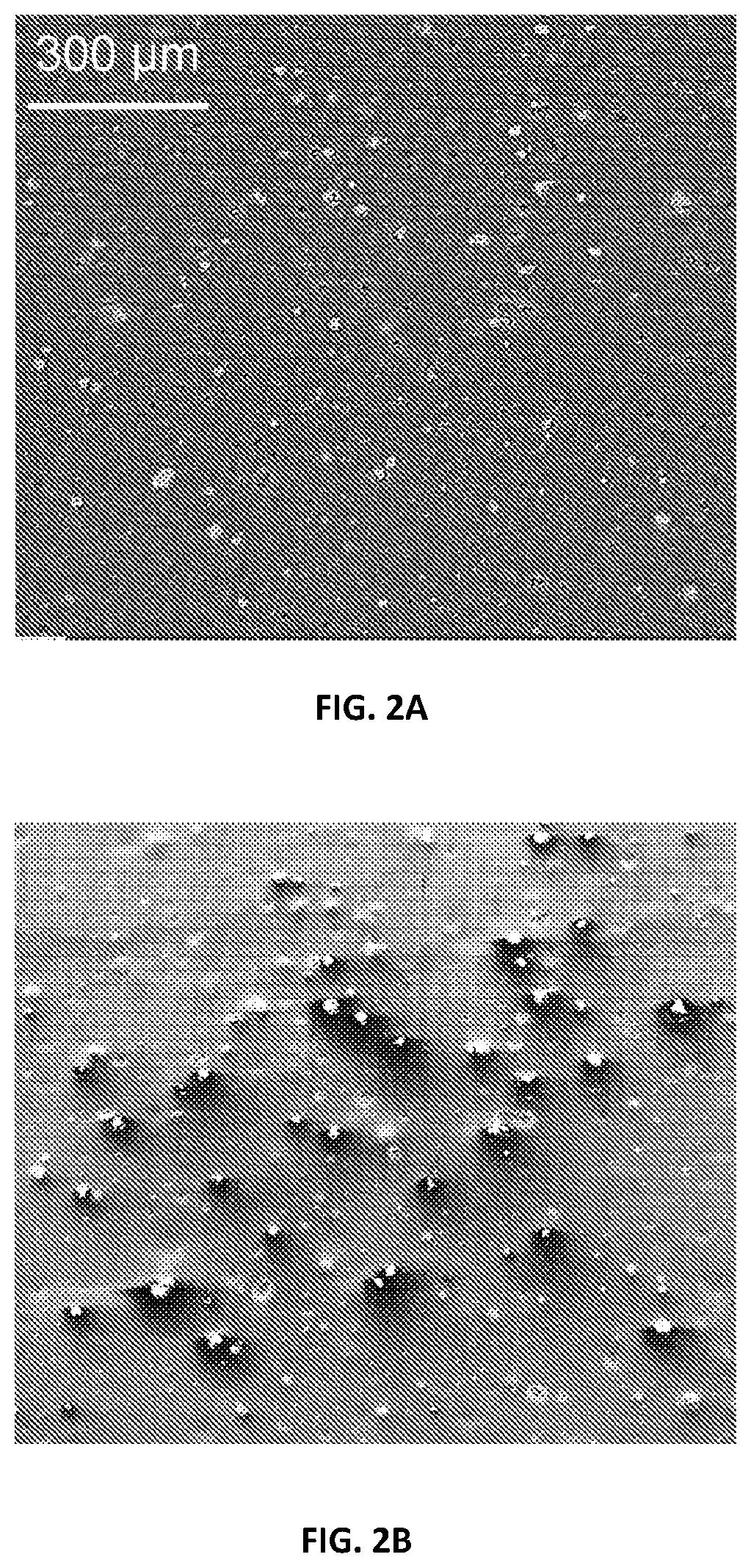 Patent US12378390 Figure 2 – Methods for improving nanocellulose dispersion in elastomeric compounds, and compositions containing dispersed nanocellulose in elastomer compounds
