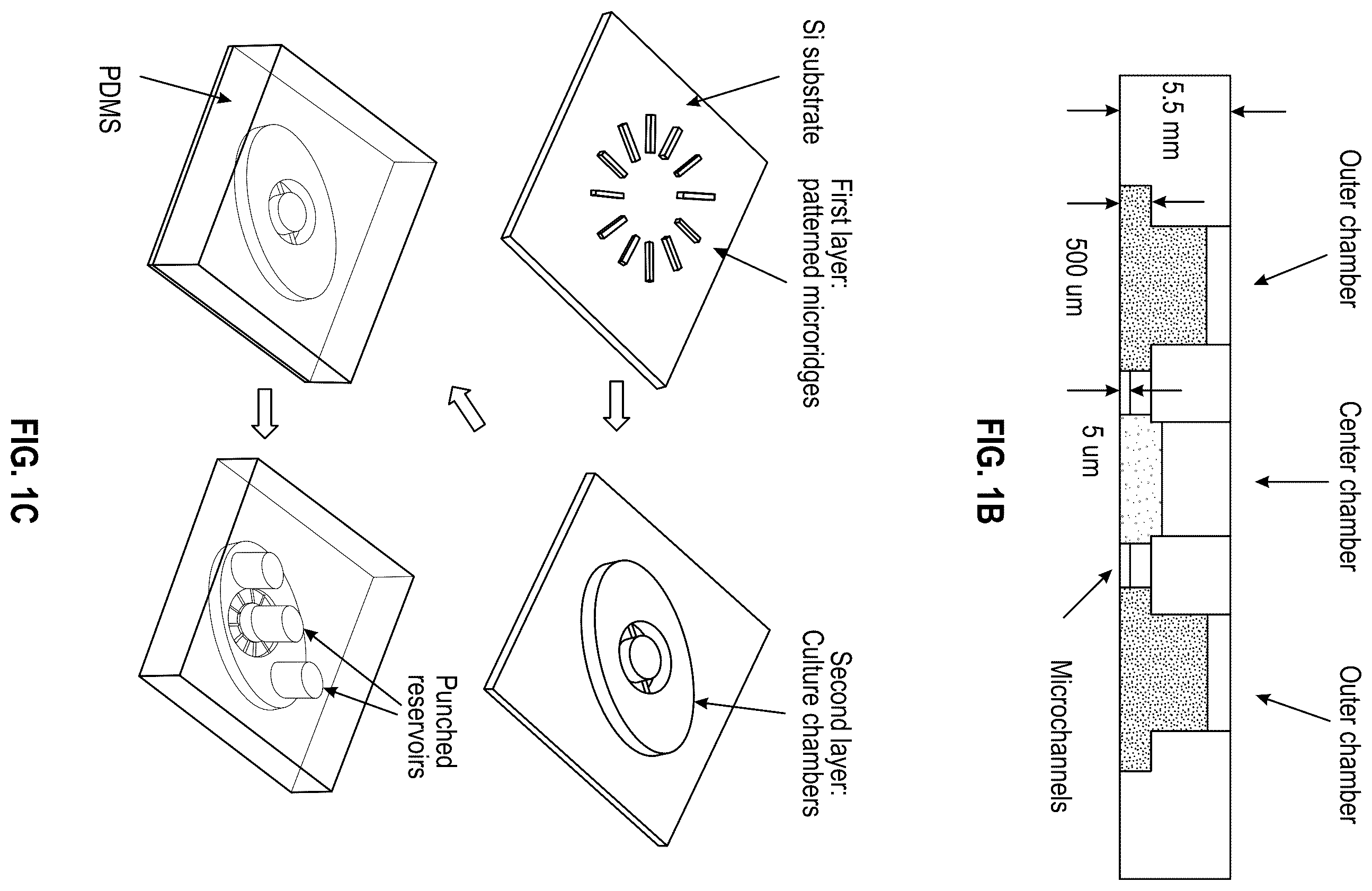 Patent US12378508 Figure 2 – Organ-on-chips that mimic human pregnancy and parturition