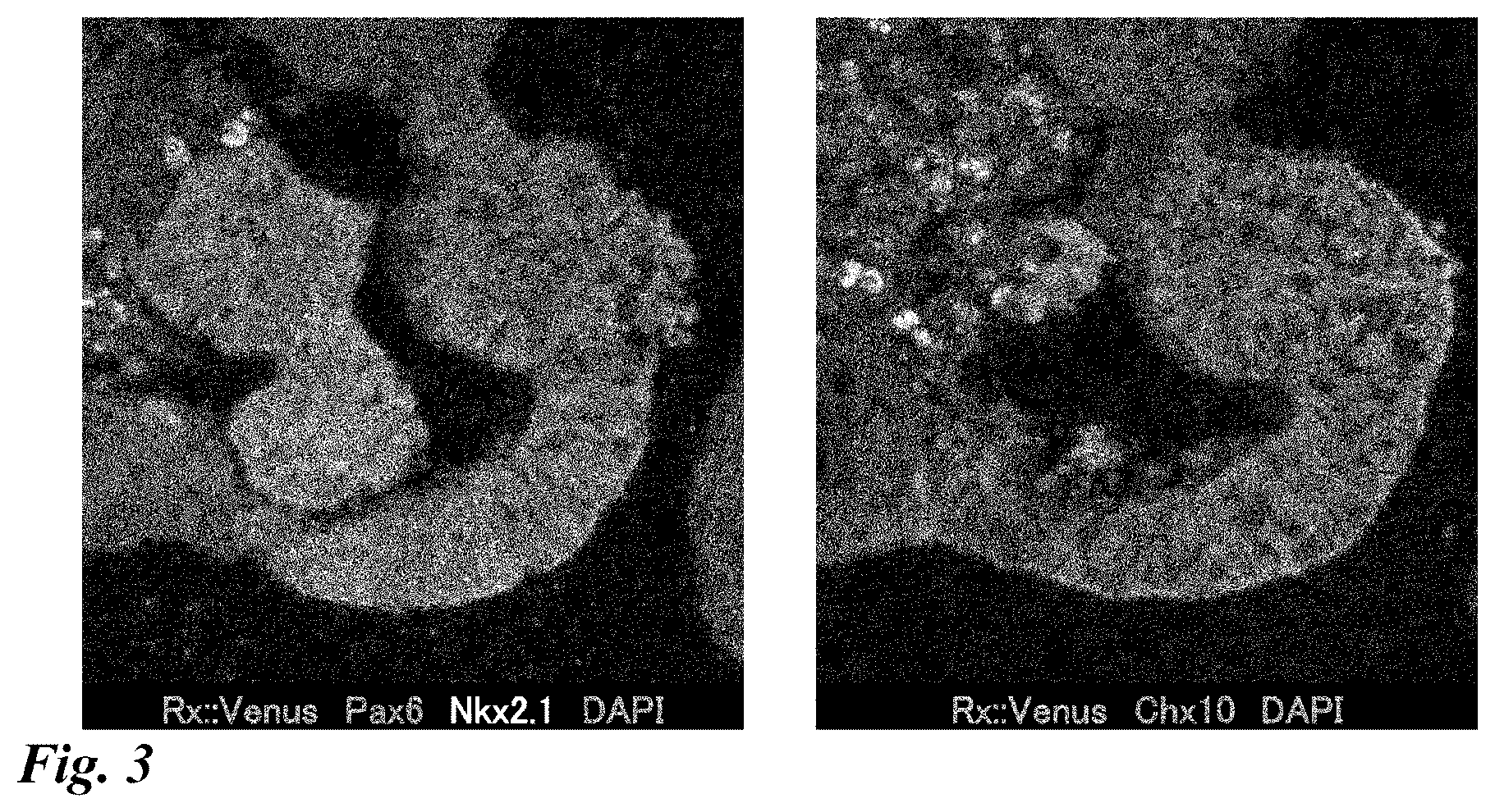 Patent US12378518 Figure 3 – Differentiation induction from human pluripotent stem cells into hypothalamic neurons