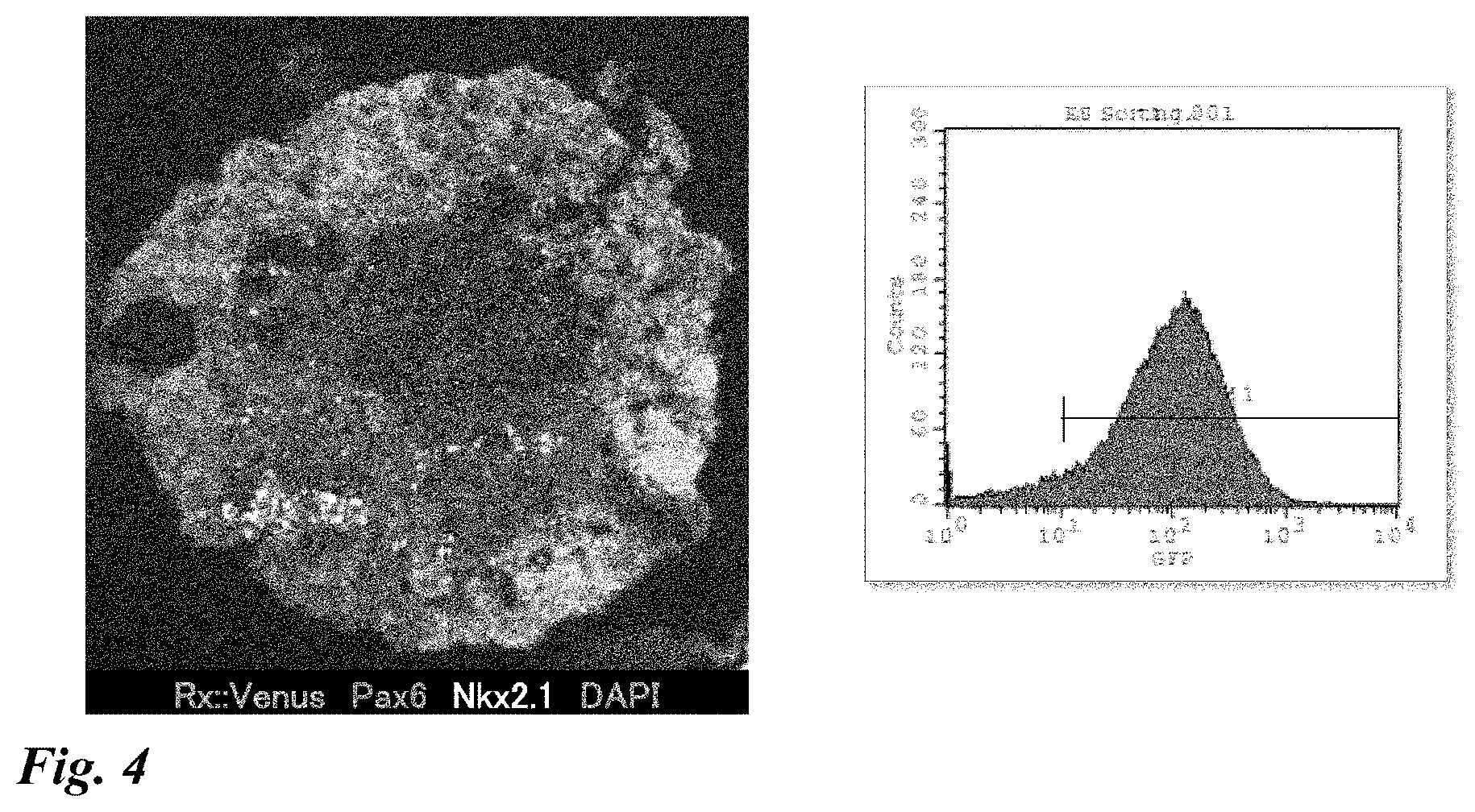 Patent US12378518 Figure 4 – Differentiation induction from human pluripotent stem cells into hypothalamic neurons