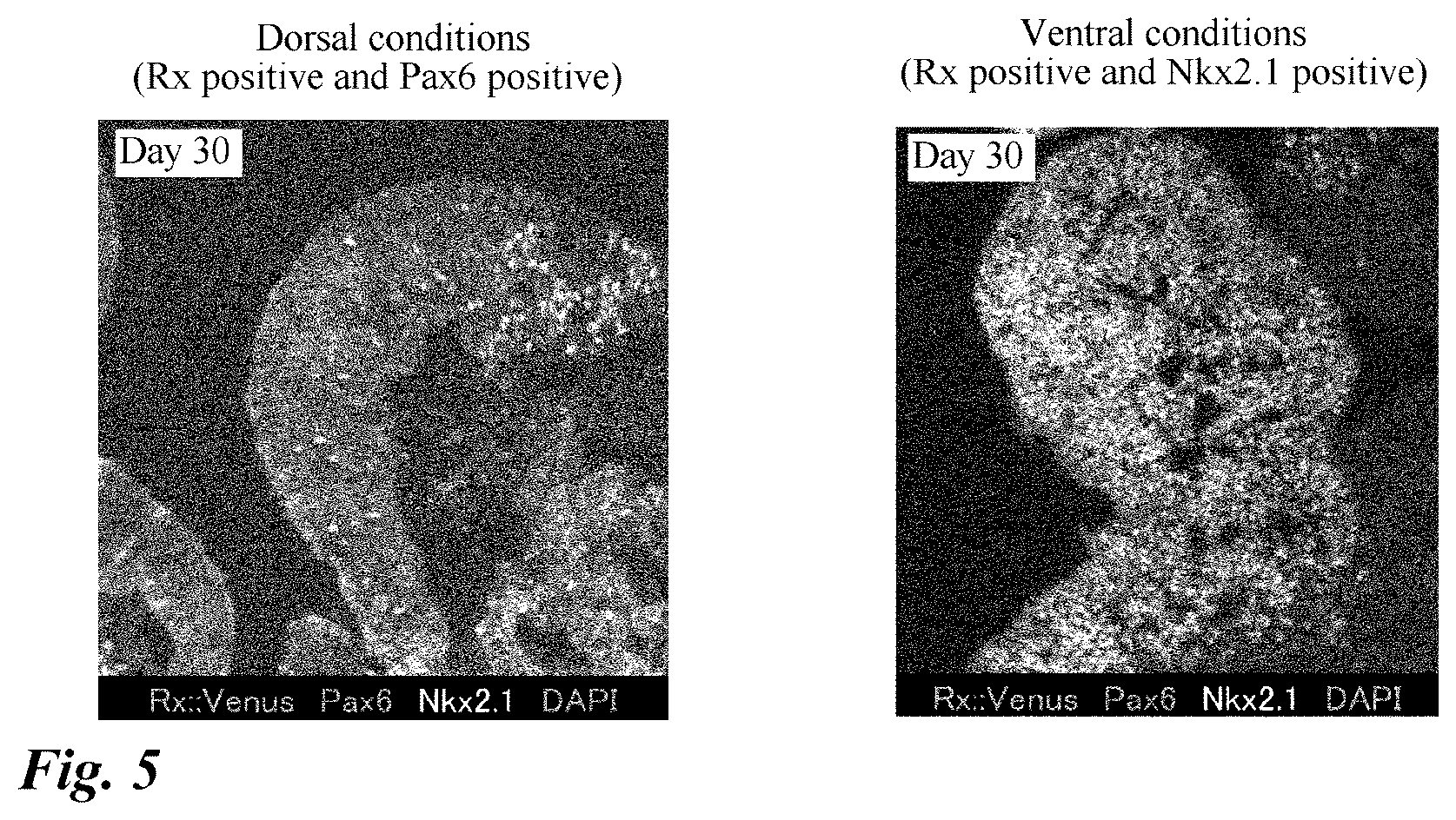 Patent US12378518 Figure 5 – Differentiation induction from human pluripotent stem cells into hypothalamic neurons
