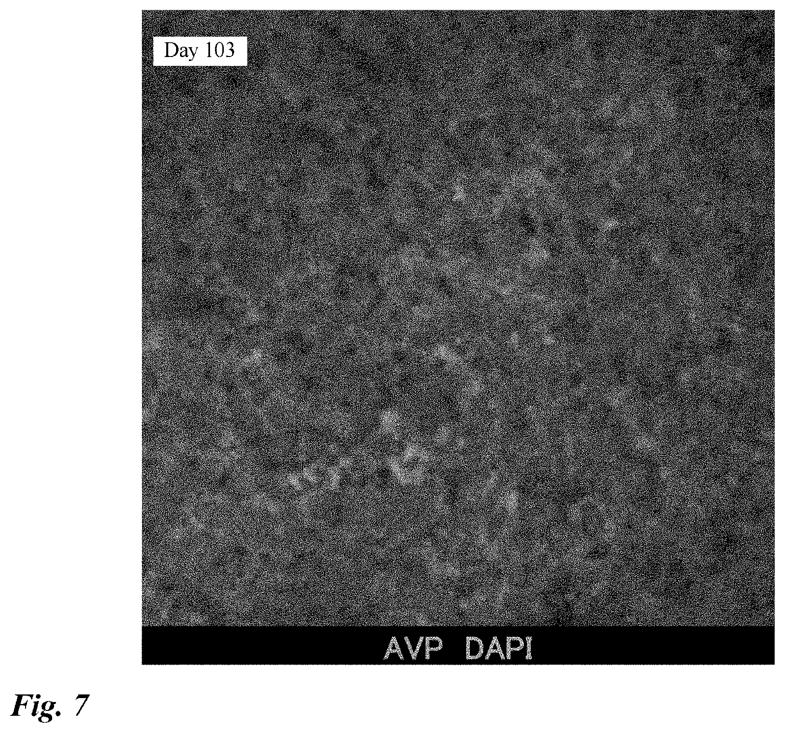 Patent US12378518 Figure 7 – Differentiation induction from human pluripotent stem cells into hypothalamic neurons