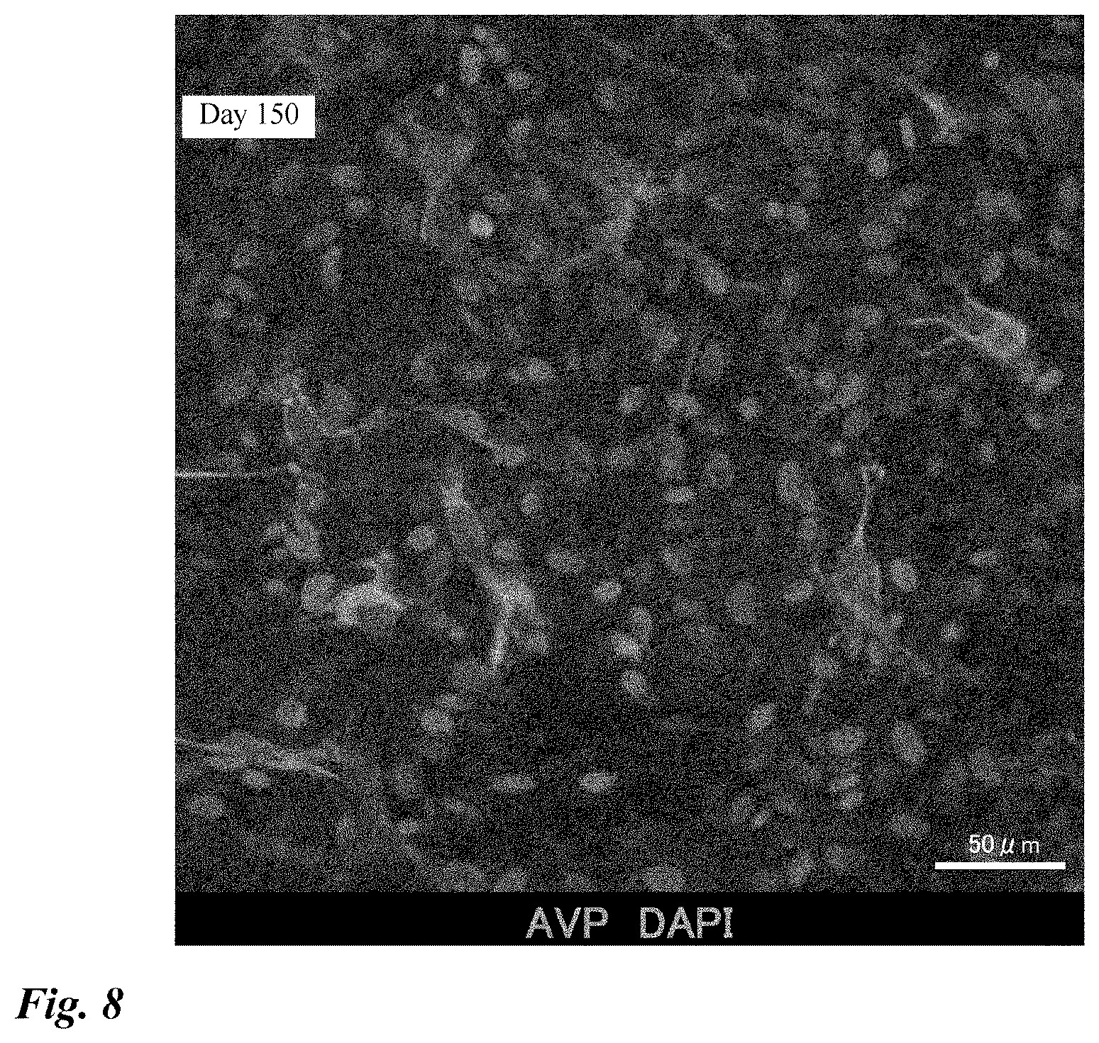 Patent US12378518 Figure 8 – Differentiation induction from human pluripotent stem cells into hypothalamic neurons
