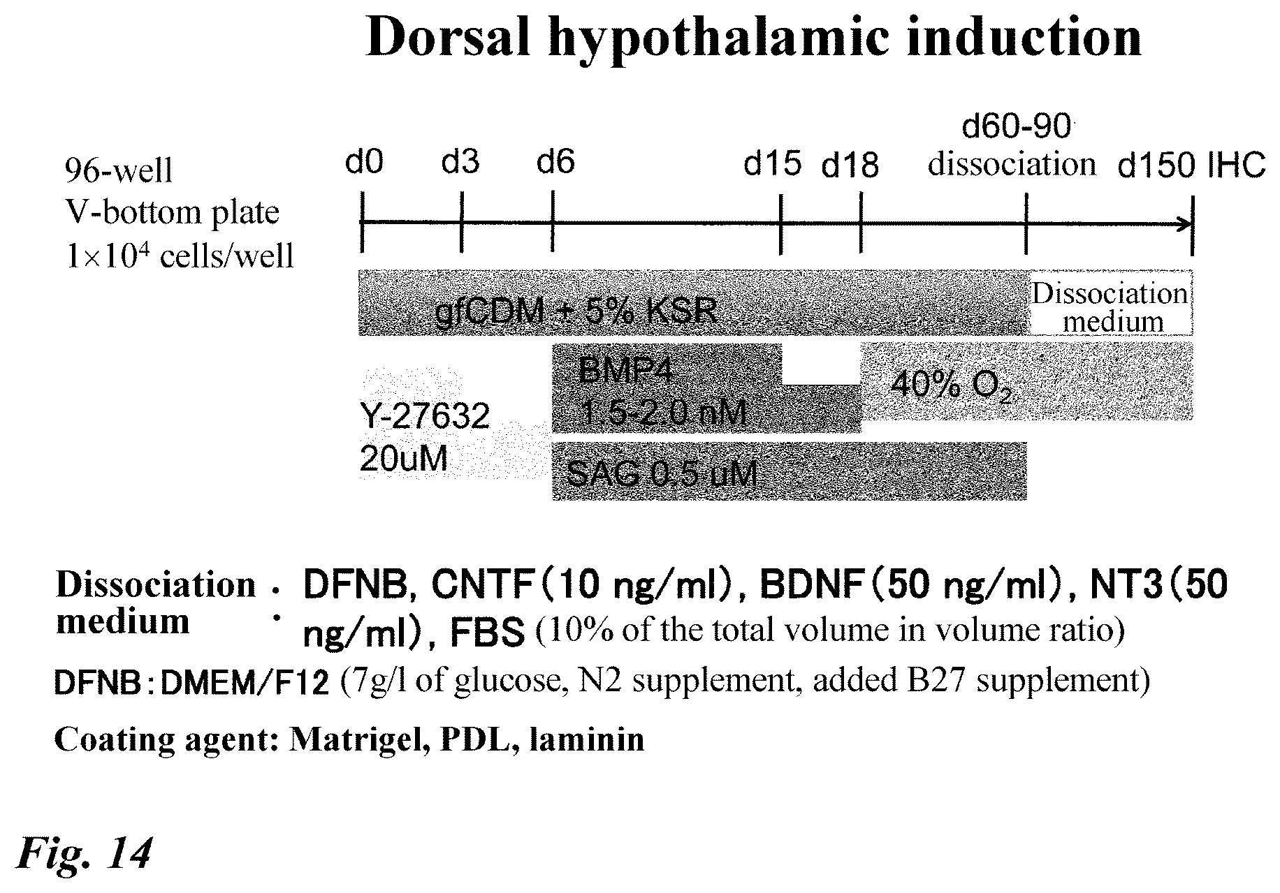 Patent US12378518 Figure 14 – Differentiation induction from human pluripotent stem cells into hypothalamic neurons