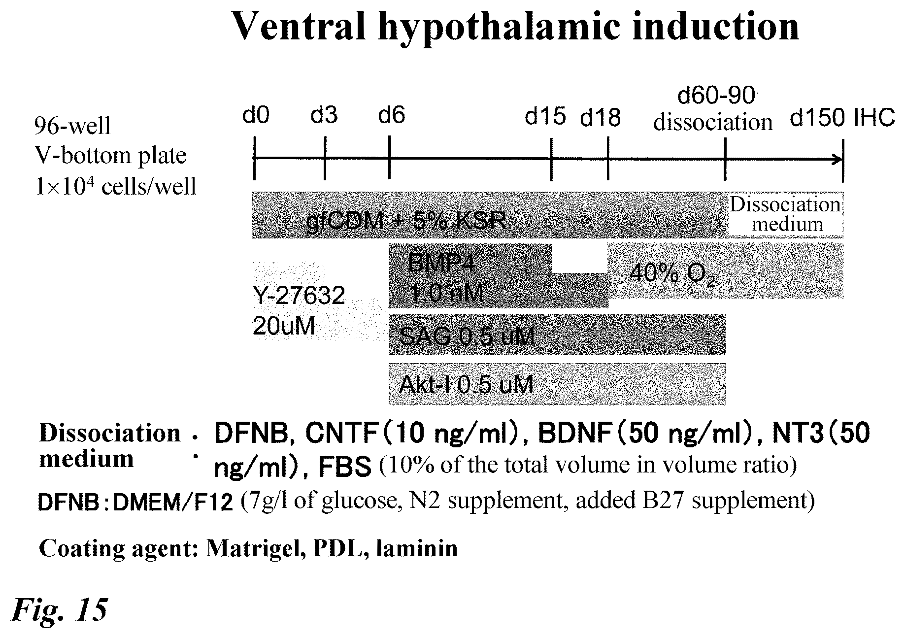 Patent US12378518 Figure 15 – Differentiation induction from human pluripotent stem cells into hypothalamic neurons