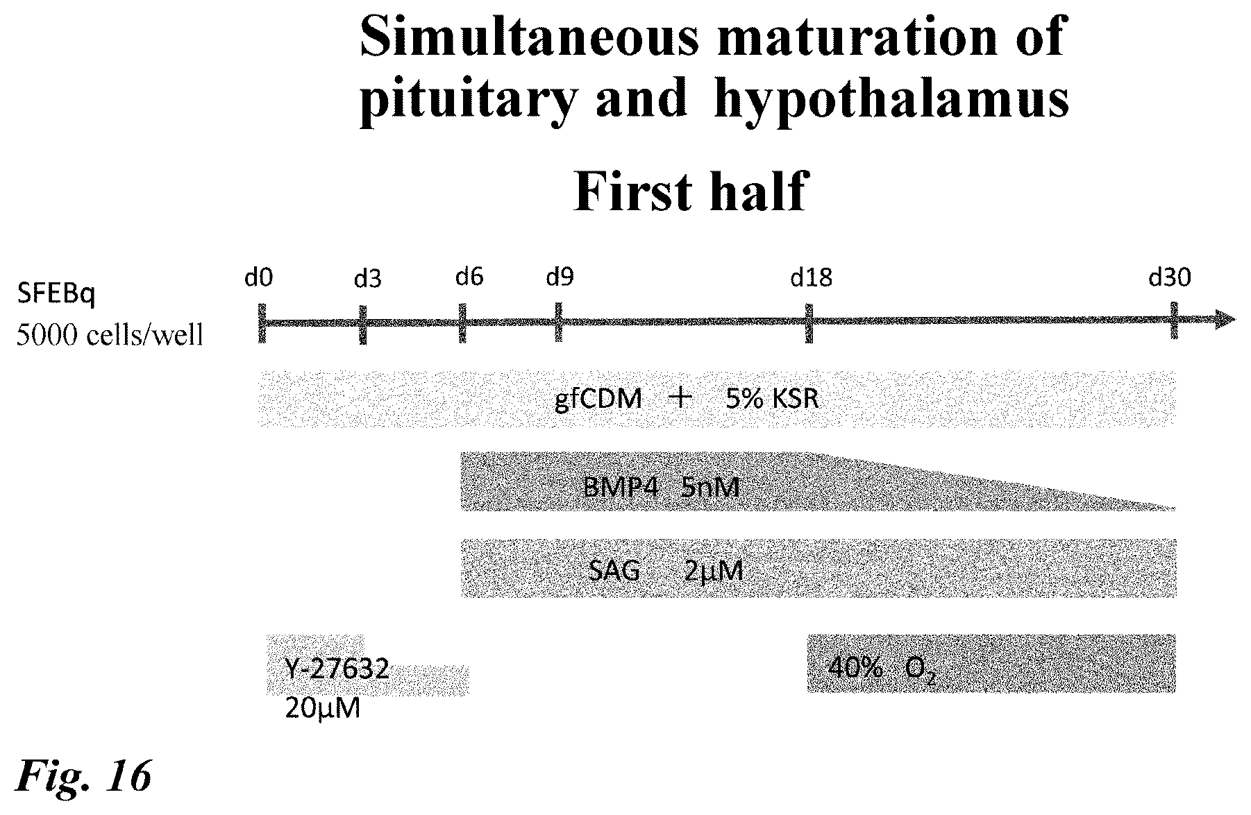 Patent US12378518 Figure 16 – Differentiation induction from human pluripotent stem cells into hypothalamic neurons