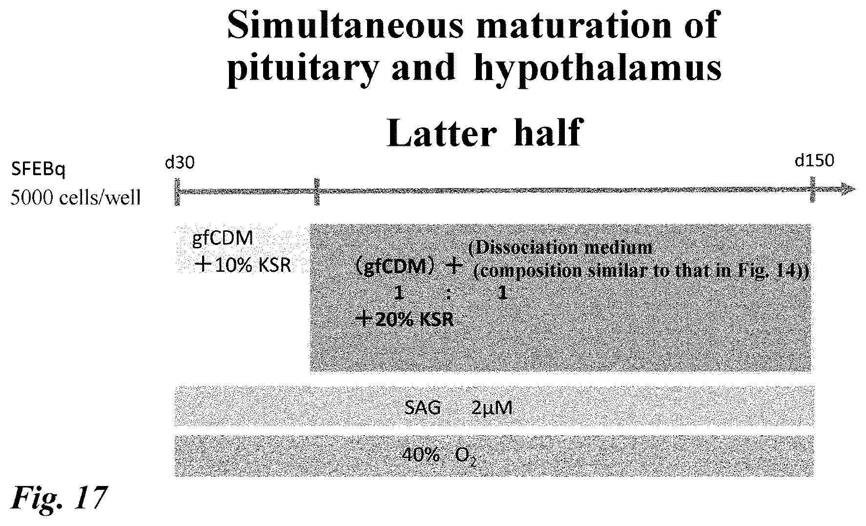 Patent US12378518 Figure 17 – Differentiation induction from human pluripotent stem cells into hypothalamic neurons